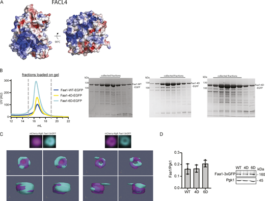 Conservation, purification, localization, and expression of Faa1. (A) Alphafold model of human FACL4. The distribution of the electrostatic potentials was calculated with the APBS method on the molecular surface of FACL4. Electropositively and electronegatively charged areas are colored in blue and red, respectively. Neutral residues are depicted in white. (B) The size exclusion chromatograms of Faa1-WT-EGFP, Faa1-4D-EGFP, and Faa1-6D-EGFP show that all three proteins elute from the column at the same volume. (C) 3D reconstruction of autophagosomes from different angles. Atg8 (magenta) and Faa1 (cyan). Examples obtained from cells from Fig. 3 E. (D) Normalized protein levels of genomically tagged Faa1-WT, Faa1-4D, and Faa1-6D by Western blot quantification. Data are means ± SD (n = 3). Source data are available for this figure: SourceData FS2. Refer to the image caption for details.
