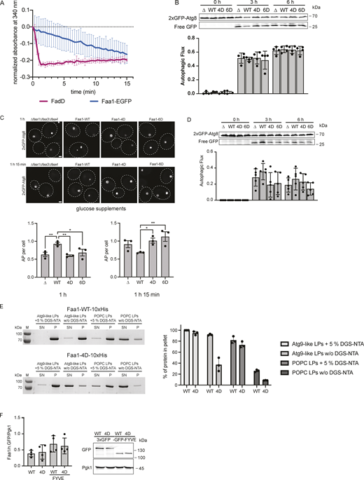 Activity, membrane recruitment, and expression of Faa1. (A) Coupled enzymatic assay comparing the activities of FadD in the absence of liposomes and Faa1 in the presence of Atg9 vesicle-like liposomes (44% POPC, 6% POPS, 41.5% liver PI, 6% POPE, 2.5% PI3P). Data are means ± SD (n = 3). (B) The autophagic flux of indicated strains expressing 2xGFP-Atg8 after 0, 3, and 6 h of starvation. Upon fusion of the autophagosome with the vacuole to form an autolysosome, Atg8 is rapidly degraded while GFP remains intact for a longer time and can be detected as free GFP by Western blot analysis. Data are means ± SD (n = 4). (C) Fluorescent microscopy assessment of autophagosome biogenesis in indicated strains after 1 and 1 h 15 min of nitrogen starvation and glucose depletion (0.01% wt/vol). Top, representative images of the analyzed strains at indicated time points. Dashed lines indicate cell boundaries. Scale bar, 1 µm. Bottom, respective quantification of AP. Data are means ± SEM (n = 3; 50 cells/strain per replicate). One-way ANOVA: * < 0.05, ** < 0.01. AP = autophagosome. (D) Autophagic flux of indicated strains expressing 2xGFP-Atg8 after 0, 3, and 6 h of starvation and glucose depletion (0.01% wt/vol). Data are means ± SD (n = 5). (E) Cosedimentation assay of Faa-WT-10xHis and Faa1-4D-10xHis with Atg9 vesicle-like LPs or POPC LPs with or without 5% DGS-NTA lipids including quantification. Liposome composition resembled Atg9 vesicles (“Atg9-like LPs”) with 44% POPC, 6% POPS, 41.5% liver PI, 6% POPE, and 2.5% PI3P or only contained 100% POPC (“POPC LPs”). For liposomes containing 5% DGS-NTA, the percentage of POPC was reduced. Data are means ± SD (n = 3). LP = liposome, SN = supernatant, P = pellet. (F) Normalized protein levels of genomically tagged Faa1-WT, Faa1-4D, Faa1-WT-FYVE, and Faa1-4D-FYVE by Western blot quantification. Data are means ± SD (n = 4). Source data are available for this figure: SourceData FS3. Refer to the image caption for details.