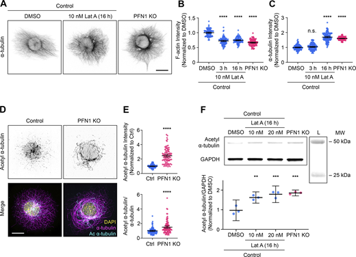Prolonged depletion of F-actin can reproduce the adaptive response in microtubules caused by knocking out PFN1. (A) Representative images of ⍺-tubulin in Control CAD cells incubated with 0 or 10 nM Latrunculin A (Lat A) for 16 h and PFN1 KO CAD cells. Scale bar: 10 µm. (B and C) Quantification of mean fluorescence intensities in A. F-actin (B) and ⍺-tubulin (C). Data are normalized to Control and plotted as mean ± 95% CI. n = 101 cells for each condition. Significance was calculated against control using ANOVA and Dunnett’s post hoc test. (D) Representative images of acetyl ⍺-tubulin at the top and merge images of DAPI (yellow), ⍺-tubulin (magenta), and acetyl ⍺-tubulin (cyan) at the bottom in control and PFN1 KO CAD cells. Scale bar: 10 µm. (E) Quantification of mean fluorescence intensities in D. Acetyl ⍺-tubulin is at the top, and the acetyl ⍺-tubulin/⍺-tubulin ratio is at the bottom. Data are normalized to control (Ctrl) and plotted as mean ± 95% CI. n = 96 cells for Ctrl and PFN1 KO. Significance was calculated using a two-sided Student’s t test. (F) Western blot of acetyl ⍺-tubulin and GAPDH in Control CAD cells incubated with 0, 10 nM, or 20 nM Lat A for 16 h, and PFN1 KO CAD cells are at the top, and quantification of levels expression at the bottom. Individual data normalized to control and plotted as mean ± 95% CI. n = 3 independent experiments. Significance was calculated against control using ANOVA and Dunnett’s post hoc test. **** indicates P < 0.0001, ** indicates P < 0.01. Source data are available for this figure: SourceData F2.