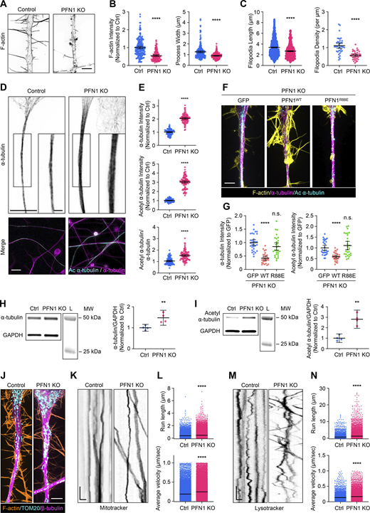 The increase in acetylated microtubules caused by PFN1 KO is enhanced in the neuron-like processes of differentiated CAD cells and alters the active transport of organelles. (A) Representative images of the F-actin in the processes of differentiated Control and PFN1 KO CAD cells. Scale bar: 4 µm. (B) Quantifications of mean F-actin fluorescence intensity and process width of A. F-actin intensities were normalized to control (Ctrl). Data are plotted as mean ± 95% CI. For F-actin intensity quantification, n = 200 processes for control and n = 120 for PFN1 KO. For process width quantification, n = 200 processes for control and n = 180 for PFN1 KO. Significance was calculated using a two-sided Student’s t test. (C) Quantifications of filopodia length and density in A. For filopodia length quantification, n = 1,534 processes for control and n = 806 for PFN1 KO. For filopodia density quantification, n = 39 processes for control and n = 40 for PFN1 KO. Significance was calculated using a Mann–Whitney U test for filopodia length and a two-sided Student’s t test for filopodia density. (D) Representative images of the ⍺-tubulin at the top and merged images of ⍺-tubulin (magenta) and acetyl ⍺-tubulin (cyan) at the bottom in the processes of differentiated control and PNF1 KO CAD cells. Scale bar: 15 µm. Inset scale bar: 5 µm. (E) Mean fluorescence intensities in D. ⍺-tTubulin intensity is at the top, acetyl ⍺-tubulin intensity is in the middle, and the acetyl ⍺-tubulin/⍺-tubulin ratio is at the bottom. Data are normalized to Ctrl (⍺-tubulin and acetyl ⍺-tubulin) and plotted as mean ± 95% CI. N = 101 fields for Control and PNF1 KO cells. Significance was calculated using a two-sided Student’s t test. (F) Representative merge images of F-actin (yellow), ⍺-tubulin (magenta), and acetyl ⍺-tubulin (cyan) in the processes of differentiated PFN1 KO cells transfected with GFP, GFP-PFN1WT (PFN1WT), and GFP-PFN1R88E (PFN1R88E). Scale bar: 4 µm. (G) Quantification of mean of ⍺-tubulin and acetyl ⍺-tubulin fluorescence intensities in F. Data were normalized to GFP and plotted as mean ± 95% CI. N = 31 processes for GFP, n = 28 processes for PFN1WT and PFN1R88E. Significance was calculated against GFP using ANOVA and Dunnett’s post hoc test. (H and I) Western blot of ⍺-tubulin (H) and acetyl ⍺-tubulin (I) in Ctrl and PFN1 KO CAD cells at the top and quantification of levels expression at the bottom. Individual data were normalized to Ctrl and plotted as mean ± 95% CI. n = 4 independent experiments. Significance was calculated using a two-sided Student’s t test. (J) Representative images of F-actin (orange), TOM20 (cyan), and β-tubulin (magenta) in processes of differentiated Control and PFN1 KO CAD cells. Scale bar: 4 µm. (K and M) Kymographs from mitochondria (Mitotracker) (K) and lysosome (Lysotracker) (M) in processes of differentiated Control and PFN1 KO CAD cells. Vertical scale bar: 5 s and horizontal scale bar: 5 µm. (L and N) Kymograph quantifications. Run length at the top and average velocity at the bottom for Mitotracker (L), and Lysotracker (N). Data are plotted as mean ± 95% CI. For Mitotracker run length quantification, n = 7,376 for Control and n = 26,016 for PFN1 KO. For Mitotracker average velocity quantification, n = 24,441 for Control and n = 42,989 for PFN1 KO. For Lyostracker run length quantification, n = 4,888 for Control and n = 7,534 for PFN1 KO. For Lysotracker average velocity quantification, n = 4,937 for Control and n = 7,612 for PFN1 KO. **** indicates P < 0.0001, ** indicates P < 0.01. Significance was calculated using Mann–Whitney U test. **** indicates P < 0.0001, ** indicates P < 0.01. Source data are available for this figure: SourceData F3.
