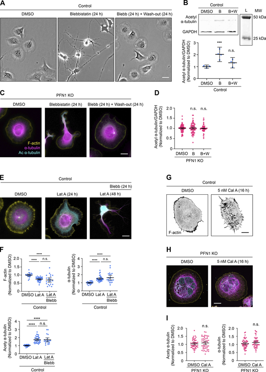 Manipulating myosin activity has no effect on tubulin acetylation in PFN1 KO or F-actin depleted CAD cells. (A) Representative bright field images of CAD cells incubated with 0, 15 µM Blebbistatin (Blebb) for 24 h, or Blebb for 24 h and then washed and incubated with fresh medium for 24 h. Scale bar: 20 µm. (B) Western blot of acetyl ⍺-tubulin and GAPDH in CAD cells incubated with 0, 15 µM Blebb for 24 h (B), or Blebb for 24 h and then washed and incubated with fresh medium for 24 h (B+W) at the top, and quantification of levels expression at the bottom. Data are normalized to control and plotted as mean ± 95% CI. Four independent experiments. Significance was calculated against control using ANOVA and Dunnett’s post hoc test. (C) Representative merge images of F-actin (yellow), ⍺-tubulin (magenta), and acetyl ⍺-tubulin (cyan) in PFN1 KO CAD cells incubated with 0, 15 µM Blebb for 24 h, or Blebb for 24 h and then washed and incubated with fresh medium for 24 h. Scale bar: 10 µm. (D) Quantification of mean acetyl ⍺-tubulin intensities in C. Data are normalized to Ctrl and plotted as mean ± 95% CI. n = 80 cells for PFN1 KO, n = 72 cells for Blebb (B), and n = 60 cells for B+W. Significance was calculated against control using ANOVA and Dunnett’s post hoc test. (E) Representative merge images of F-actin, ⍺-tubulin, acetyl ⍺-tubulin in CAD cells incubated with 0, 10 nM Lat A for 24 h, or cells incubated with Lat A for 48 h where Blebb was added after the first 24 h. Scale bar: 10 µm. (F) Quantification of mean fluorescence intensities in E. F-actin and ⍺-tubulin at the top, and acetyl ⍺-tubulin in the bottom. Data are normalized to Ctrl and plotted as mean ± 95% CI. n = 21 cells for Control and Lat A plus Blebb, and n = 35 cells for Lat A. Significance was calculated using ANOVA and Tukey’s post hoc test. (G) Representative images of F-actin in CAD cells incubated with 0 or 5 nM Calyculin A (Cal A) for 16 h. Scale bar: 10 µm. (H) Representative merge images of F-actin, ⍺-tubulin, and acetyl ⍺-tubulin in PFN1 KO CAD cells incubated with 0 or 5 nM Cal A for 16 h. Scale bar: 10 µm. (I) Quantification of mean ⍺-tubulin and acetyl ⍺-tubulin intensities in H. Data are normalized to control and plotted as mean ± 95% CI. n = 50 cells for all conditions. Significance was calculated using Student’s t test. **** indicates P < 0.0001, ns = not significant (P > 0.05). Source data are available for this figure: SourceData FS3. Refer to the image caption for details.