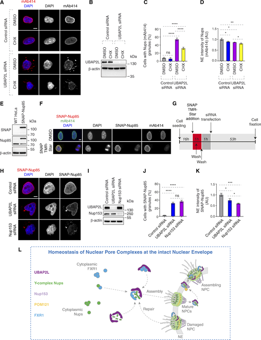 UBAP2L regulates homeostasis of NPCs at the intact NE. (A–D) Representative immunofluorescence images depicting localization of Nups (mAb414) in HeLa cells treated with indicated siRNAs and synchronized in interphase by DTBR at 12 h. Note that CHX was used at a concentration of 0.1 mg/ml for 2 h 40 min prior to sample collection. Nuclei were stained with DAPI. Scale bar, 5 μm (A). UBAP2L protein levels in A were analyzed by western blot (B). The percentage of cells with the cytoplasmic granules of Nups (mAb414) (C) and the NE intensity of Nups (mAb414) (D) shown in A were quantified. At least 100 cells per condition were analyzed (mean ± SD, ns: not significant, *P < 0.05, **P < 0.01, ****P < 0.0001, unpaired two-tailed t test, n = 3 independent experiments). (E and F) Validation of SNAP-Nup85 HeLa cells by western blot (E) and immunofluorescence microscopy (F). SNAP-Cell TMR-Star was used according to the established protocols. Note that SNAP-Nup85 cells were incubated with SNAP-Cell TMR-Star for 30 min, washed extensively, and the medium was exchanged two times to remove any unreacted SNAP-tag substrate before sample collection. Nuclei and chromosomes were stained with DAPI. Scale bar, 5 μm. (G–K) Scheme of the experimental setup of the SNAP-Nup85 experiment (G). Representative immunofluorescence images depicting localization of SNAP-Nup85 in unsynchronized SNAP-Nup85 HeLa cells treated with indicated siRNAs. Nuclei were stained with DAPI. Scale bar, 5 μm (H). UBAP2L and Nup153 protein levels in H were analyzed by western blot (I). The percentage of cells with the cytoplasmic granules of SNAP-Nup85 (J) and the NE intensity of SNAP-Nup85 (K) shown in H were quantified. At least 100 cells per condition were analyzed (mean ± SD, ns: not significant, *P < 0.05, ***P < 0.001, ****P < 0.0001, unpaired two-tailed t test, n = 3 independent experiments). (L) Hypothetical model of how UBAP2L regulates the homeostasis of NPCs at the intact NE. In the proximity of the NE, UBAP2L (dark purple) interacts with cytoplasmic Y-complex Nups (green) and may facilitate the formation of Y-complex. UBAP2L also interacts with the transporting factor of Nups in the cytoplasm, FXR1 (blue), and restricts its localization to NE during early G1 phase, and promotes its interaction with Nups to fuel assembly NPCs. UBAP2L also regulates the interaction of Y-complex Nups with Nup153 (light purple) and POM121 (yellow), which facilitates the assembly of functional and mature NPCs during interphase. At the same time, UBAP2L may exert its repair function to maintain the stability of existing NPC on NE. This dual regulatory mechanism integrates the cytoplasmic and the nuclear NPC assembly as well as the NE NPC repair signals and ensures efficient nuclear transport, adaptation to nutrient stress, and cellular proliferative capacity, highlighting the importance of NPC homeostasis at the intact NE. Source data are available for this figure: SourceData F10. Refer to the image caption for details.