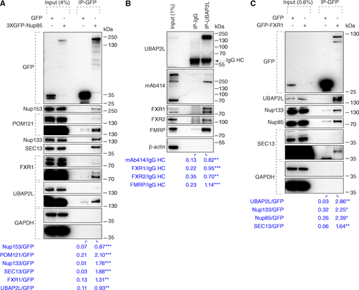 UBAP2L interacts with Nups and NPC assembly factors. (A) HeLa cells lysates expressing GFP alone or 3XGFP-Nup85 for 27 h were immunoprecipitated using agarose GFP-Trap A beads (GFP-IP), analyzed by western blot, and signal intensities were quantified (shown a mean value, **P < 0.01, ***P < 0.001, unpaired two-tailed t test; n = 3 independent experiments). Molecular weight markers are indicated in kilodalton (kDa). Please note that in all shown experiments, a specific band corresponding to Nup153 and recognized by both Nup153 and mAb414 antibodies displayed an atypical migration pattern of around 250 kDa size, probably due to usage of Tris-acetate gradient gels (Materials and methods section). (B) HeLa cells lysates were immunoprecipitated using UBAP2L antibody or unspecific rabbit IgG, analyzed by western blot, and signal intensities were quantified (shown a mean value, **P < 0.01, ***P < 0.001, unpaired two-tailed t test; n = 3 independent experiments). The arrow indicates the band corresponding to the IgG heavy chain (HC). (C) Lysates of HeLa cells expressing GFP alone or GFP-FXR1 for 27 h were immunoprecipitated using agarose GFP-Trap A beads (GFP-IP), analyzed by western blot, and signal intensities were quantified (shown a mean value, *P < 0.05, **P < 0.01, unpaired two-tailed t test; n = 3 independent experiments). Source data are available for this figure: SourceData F2. Refer to the image caption for details.