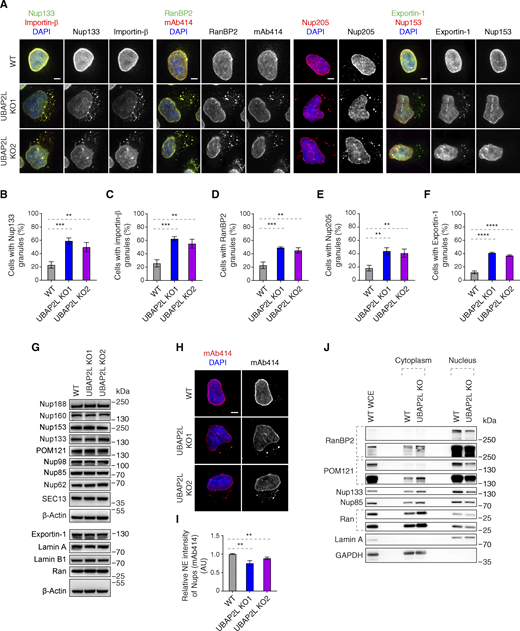 UBAP2L regulates Nups localization. (A–F) Representative immunofluorescence images depicting the localization of Nups and NPC-associated factors in WT and UBAP2L KO HeLa cells synchronized in interphase by DTBR at 12 h. Nuclei were stained with DAPI. Scale bars, 5 μm (A). The percentage of cells with the cytoplasmic granules containing Nup133 (B), Importin-β (C), RanBP2 (D), Nup205 (E), and Exportin-1 (F) in A were quantified. At least 100 cells per condition were analyzed (mean ± SD, **P < 0.01, ***P < 0.001, ****P < 0.0001, unpaired two-tailed t test, n = 3 independent experiments). (G) The protein levels of Nups and NPC-associated factors in WT and UBAP2L KO HeLa cells synchronized in interphase by DTBR at 12 h were analyzed by western blot. (H and I) Representative immunofluorescence images of FG-Nups (mAb414) at the NE in WT and UBAP2L KO HeLa cells in interphase cells synchronized by DTBR at 12 h. Nuclei were stained with DAPI. Scale bar, 5 μm (H). The NE intensity of Nups (mAb414) in H was quantified (I). At least 150 cells per condition were analyzed (mean ± SD, **P < 0.01, unpaired two-tailed t test, n = 3 independent experiments). (J) The nuclear and cytoplasmic protein levels of Nups and NPC transport-associated factors in WT and UBAP2L KO HeLa cells synchronized in the G1/S transition phase by thymidine 18 h were analyzed by western blot. WCE indicates whole cell extract. Source data are available for this figure: SourceData F3. Refer to the image caption for details.