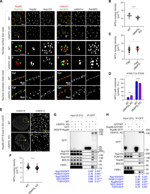 UBAP2L may facilitate the assembly of the NPC scaffold elements and the biogenesis of NPCs. (A) Representative splitSMLM images depicting several NPC components on the nuclear surface (top view) and in the cross-section of the NE (side view) in WT and UBAP2L KO HeLa cells synchronized in early interphase by DTBR at 12 h. Nup133 signal labels the cytoplasmic and nuclear rings of the NPC, the localization of the central channel is visualized by Nup62 and mAb414 antibodies, and the cytoplasmic filaments are labeled by RanBP2. The magnified framed regions are shown in the corresponding numbered panels. The nuclear (Nuc) and cytoplasmic (Cyt) side of the NE are indicated in the side view. The arrowheads indicate the disrupted localization of Nup62 or mAb414 at NE in UBAP2L KO HeLa cells and the numbers point to the individual identified spokes of the NPC. Scale bars, 300 and 100 nm, respectively. (B and C) The nuclear density of NPCs (mAb414 and RanBP2) in cells shown in A was quantified (B) (mean ± SD, ****P < 0.0001, unpaired two-tailed t test; counted 32 cells per cell line). The nuclear density of NPCs (mAb414) in HeLa cells expressing Flag alone or Flag-UBAP2L for 35 h and synchronized in interphase by DTBR at 12 h was quantified (C) (mean ± SD, *P < 0.05, unpaired two-tailed t test; counted 35 cells for Flag and 32 cells for Flag-UBAP2L). The corresponding representative images are shown in Fig. S2 B. (D) The rotational symmetry of NPCs in A was quantified by alignment of Nup133 particles and segmentation analysis (mean ± SD, ***P < 0.001, ****P < 0.0001, unpaired two-tailed t test; counted 851 NPCs for WT HeLa cell line and 559 NPCs for UBAP2L KO HeLa cell line). (E and F) Representative SMLM immunofluorescence images of FG-Nups (mAb414) at the nuclear surface in Nup96-GFP KI U2OS WT and UBAP2L KO cells in interphase cells synchronized by DTBR at 12 h. Scale bars, 1 μm (E). The nuclear density of NPCs (mAb414) in cells shown in E was quantified in F (mean ± SD, ****P < 0.0001, unpaired two-tailed t test; counted 60 cells per cell line). (G) Lysates of interphase WT and UBAP2L KO HeLa cells expressing GFP alone or 3XGFP-Nup85 for 27 h were immunoprecipitated using agarose GFP-Trap A beads (GFP-IP), analyzed by western blot, and signal intensities were quantified (shown a mean value, **P < 0.01, ***P < 0.001, unpaired two-tailed t test; n = 3 independent experiments). The asterisk indicates a non-specific, faster migrating band. (H) Lysates of interphase U2OS cells expressing GFP alone for 27 h and Nup96-GFP KI U2OS WT and UBAP2L KO cells were immunoprecipitated using agarose GFP-Trap A beads (GFP-IP), analyzed by western blot, and signal intensities were quantified (shown a mean value, *P < 0.05, **P < 0.01, unpaired two-tailed t test; n = 3 independent experiments) (H). Source data are available for this figure: SourceData F5. Refer to the image caption for details.
