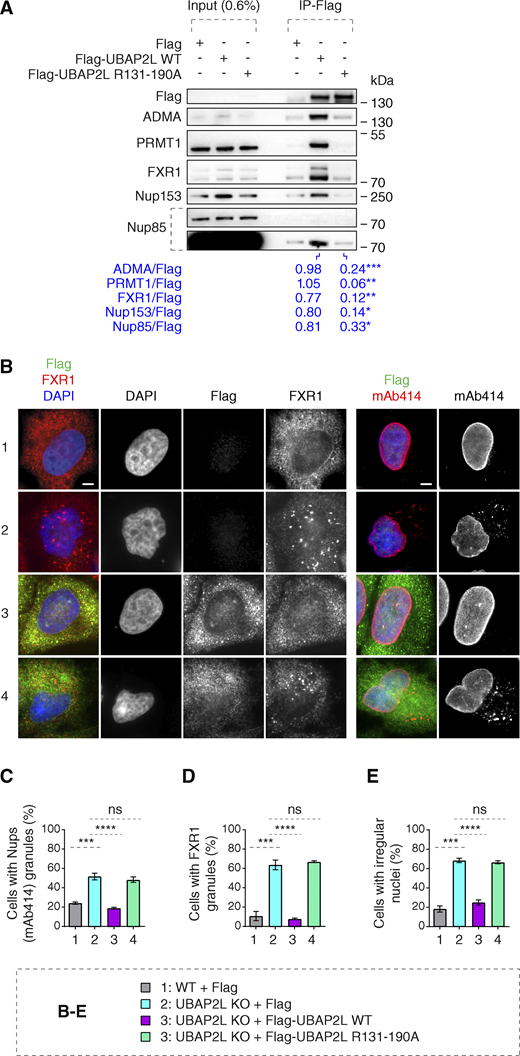 Arginines within the RGG domain of UBAP2L mediate the function of UBAP2L on Nups and FXRPs. (A) Lysates of interphase HeLa cells expressing Flag alone, Flag-UBAP2L WT, or mutated Flag-UBAP2L version where 19 arginines located in the RGG domain were replaced by alanines (R131–190A) for 27 h were immunoprecipitated using Flag beads (Flag-IP), analyzed by western blot, and signal intensities were quantified (shown a mean value, *P < 0.05, **P < 0.01, ***P < 0.001, unpaired two-tailed t test; n = 3 independent experiments). (B–E) Representative immunofluorescence images depicting nuclear shape and localization of FXR1 and Nups (mAb414) in WT and UBAP2L KO HeLa cells expressing Flag alone or Flag-UBAP2L (WT or R131–190A) for 60 h and synchronized in interphase by DTBR at 12 h. Nuclei were stained with DAPI. Scale bars, 5 μm (B). The percentage of cells with the cytoplasmic granules of Nups (mAb414) (C) and of FXR1 (D) and irregular nuclei (E) shown in B were quantified. At least 200 cells per condition were analyzed (mean ± SD, ns: not significant, ***P < 0.001, ****P < 0.0001, unpaired two-tailed t test, n = 3 independent experiments). Source data are available for this figure: SourceData F6.