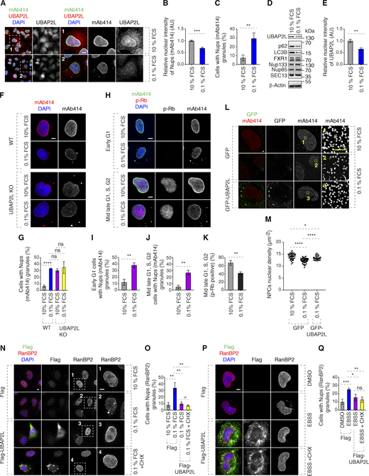 UBAP2L-dependent regulation of Nups facilitates adaptation to nutrient stress. (A–E) Representative immunofluorescence images depicting the localization of UBAP2L and Nups (mAb414) in HeLa cells cultured in the indicated concentrations of serum for 72 h. Nuclei were stained with DAPI. Scale bars, 5 μm (A). The protein levels of UBAP2L, Nups, FXR1, and other indicated factors shown in A were analyzed by western blot (D). The nuclear intensity of Nups (mAb414) (B) and the percentage of cells with the cytoplasmic granules of Nups (mAb414) (C) and the nuclear intensity of UBAP2L (E) shown in A were quantified. At least 100 cells per condition were analyzed (mean ± SD, **P < 0.01, ***P < 0.001, unpaired two-tailed t test, n = 3 independent experiments). (F and G) Representative immunofluorescence images depicting the localization of Nups (mAb414) in WT and UBAP2L KO HeLa cells cultured in the indicated concentrations of serum for 72 h. Nuclei were stained with DAPI. Scale bar, 5 μm (F). The percentage of cells with the cytoplasmic granules of Nups (mAb414) (G) shown in F was quantified. At least 100 cells per condition were analyzed (mean ± SD, ns: not significant, ****P < 0.0001, unpaired two-tailed t test, n = 3 independent experiments). (H–K) Representative immunofluorescence images depicting the localization of p-Rb and Nups (mAb414) in HeLa cells cultured in the indicated concentrations of serum for 72 h. Nuclei were stained with DAPI. Scale bars, 5 μm (H). The percentage of cells with the cytoplasmic granules of Nups (mAb414) in early G1 (I) and mid-late G1, S, G2 (J), and the percentage of p-Rb–positive cells (K) shown in H were quantified. At least 100 cells per condition were analyzed (mean ± SD, **P < 0.01, unpaired two-tailed t test, n = 3 independent experiments). (L and M) Representative SMLM immunofluorescence images of FG-Nups (mAb414) at the nuclear surface in interphase HeLa cells expressing GFP alone or GFP-UBAP2L WT for 48 h cultured in the indicated concentrations of serum for 72 h. The magnified framed regions are shown in the corresponding numbered panels. Scale bar, 1 μm (L). The nuclear density of NPCs (mAb414) in cells shown in L was quantified (M) (mean ± SD, *P < 0.05, ****P < 0.0001, unpaired two-tailed t test; counted 51 cells per cell line). (N and O) Representative immunofluorescence images depicting the localization of RanBP2 in HeLa cells expressing Flag alone or Flag-UBAP2L for 30 h cultured in the indicated concentrations of serum for 72 h. Note that CHX was used at a concentration of 0.1 mg/ml for 8 h prior to sample collection. The magnified framed regions are shown in the corresponding numbered panels. Nuclei were stained with DAPI. Scale bar, 5 μm (N). The percentage of cells with the cytoplasmic granules containing RanBP2 shown in N was quantified (O). At least 100 cells per condition were analyzed (mean ± SD, ns: not significant, **P < 0.01, unpaired two-tailed t test, n = 3 independent experiments). (P and Q) Representative immunofluorescence images depicting the localization of RanBP2 in HeLa cells expressing Flag alone or Flag-UBAP2L for 28 h and then cultured in the Earle’s Balanced Salt Solution (EBSS) medium for 4 h. Note that CHX was used at a concentration of 0.1 mg/ml for 4 h prior to sample collection. Nuclei were stained with DAPI. Scale bar, 5 μm (P). The percentage of cells with the cytoplasmic granules containing RanBP2 shown in P was quantified (Q). At least 100 cells per condition were analyzed (mean ± SD, ns: not significant, *P < 0.05, **P < 0.01, ***P < 0.001, unpaired two-tailed t test, n = 3 independent experiments). Source data are available for this figure: SourceData F9.