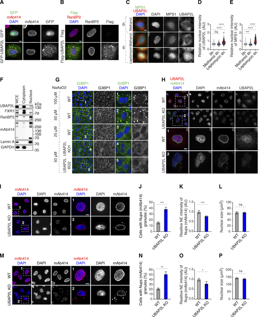 UBAP2L shuttles between cytoplasm and nucleus. (A) Representative immunofluorescence images depicting the localization of UBAP2L and Nups (mAb414) in HeLa cells expressing GFP alone or GFP-UBAP2L. The arrowheads indicate the NE localization of GFP-tagged UBAP2L. Scale bar, 5 μm. (B) Representative immunofluorescence images depicting the localization of UBAP2L and Nups (RanBP2) in HeLa cells expressing Flag alone or Flag-UBAP2L. The arrowheads indicate the NE localization of Flag-tagged UBAP2L. Scale bar, 5 μm. (C–E) Representative immunofluorescence images depicting the cytoplasmic and nuclear localization of UBAP2L and MPS1 (also known as protein kinase TTK) after treatment with the Leptomycin B (inhibitor of nuclear export factor Exportin 1) (100 ng/ml) for 4 h. Nuclei were stained with DAPI. Scale bar, 5 μm (C). The relative nuclear intensity (AU) of UBAP2L (D) and MPS1 (E) shown in C was quantified. At least 150 cells per condition were analyzed (mean ± SD, ns: not significant, ***P < 0.001, ****P < 0.0001, unpaired two-tailed t test, n = 3 independent experiments). (F) Protein levels of UBAP2L, FXR1, and Nups were analyzed by western blot in the whole cell extract (WCE) and in nuclear and cytoplasmic fractions of HeLa cells. (G) Representative immunofluorescence images of WT and UBAP2L KO HeLa cells depicting formation of SGs labeled by G3BP1 at indicated arsenite concentrations. The magnified framed regions are shown in the corresponding numbered panels. Nuclei were stained with DAPI. Scale bars, 5 μm. (H) Representative immunofluorescence images depicting the localization of Nups and UBAP2L in asynchronously proliferating WT and UBAP2L KO HeLa cells visualized by mAb414 and UBAP2L antibodies. Nuclei were stained with DAPI. The magnified framed regions are shown in the corresponding numbered panels. Note that UBAP2L signal is absent in UBAP2L-deleted cells. Scale bars, 5 μm. (I–L) Representative immunofluorescence images depicting the localization and NE intensity of Nups (mAb414) and nuclear size in WT and UBAP2L KO HeLa cells synchronized in G1 phase by lovastatin (10 µM) for 16 h. Nuclei were stained with DAPI. The magnified framed regions are shown in the corresponding numbered panels. Scale bars, 5 μm (I). The cells with Nups (mAb414) granules (J), the NE intensity of Nups (mAb414) (K), and the nuclear size (L) shown in I were quantified. At least 150 cells per condition were analyzed (mean ± SD, ns: not significant, ***P < 0.001, unpaired two-tailed t test, n = 4 independent experiments). (M–P) Representative immunofluorescence images depicting the localization and NE intensity of Nups (mAb414) and nuclear size in WT and UBAP2L KO HeLa cells synchronized in G0/G1 phase by Psoralidin (5 µM) for 24 h. Nuclei were stained with DAPI. The magnified framed regions are shown in the corresponding numbered panels. Scale bars, 5 μm (M). The cells with Nups (mAb414) granules (N), the NE intensity of Nups (mAb414) (O), and the nuclear size (P) shown in M were quantified. At least 200 cells per condition were analyzed (mean ± SD, ns: not significant, *P < 0.05, **P < 0.01, unpaired two-tailed t test, n = 3 independent experiments). Source data are available for this figure: SourceData FS1. Refer to the image caption for details.