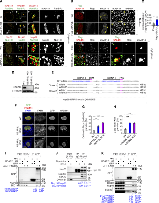 UBAP2L may inhibit formation of cytoplasmic AL or AL-like Nup assemblies. (A) Representative splitSMLM immunofluorescence images depicting the localization of NPC components corresponding to the central channel (Nups labeled by mAb414) and cytoplasmic filaments (RanBP2) at the NE and in the cytoplasm, as well as the localization of NPC components corresponding to the central channel (FG-Nup Nup62) and the outer ring (Y-complex Nup133) in the cytoplasm in WT and UBAP2L KO HeLa cells synchronized in interphase by DTBR at 12 h. Note that unlike at the NE where RanBP2 can localize exclusively to the cytoplasmic side of the NPCs (Fig. 5 A), deletion of UBAP2L leads to the accumulation of the Nup assemblies in the cytoplasm with a symmetric distribution of RanBP2. Moreover, similar to the nuclear surface, in the cytoplasm, Nup62 signal is surrounded by Nup133 ring-like structures in both WT and UBAP2L KO cells. The magnified framed regions are shown in the corresponding numbered panels. Scale bars, 1,000, 300, and 150 nm, respectively. (B and C) Representative SMLM immunofluorescence images of FG-Nups (mAb414) at the nuclear surface and in the cytoplasm in interphase HeLa cells expressing Flag alone or Flag-UBAP2L for 35 h and synchronized by DTBR at 12 h. The magnified framed regions are shown in the corresponding numbered panels and corresponding quantification is shown in Fig. 5 C. The arrowheads indicate the cytoplasmic co-localization of FLAG-UBAP2L and mAb414-reactive Nups, which were highlighted in the corresponding magnified regions. Scale bars, 1,000 and 500 nm, respectively (B). The colocalization (EPCV, events per cell cytoplasmic view) of cytoplasmic mAb414 with Flag and Flag-UBAP2L in B was measured by CellProfiler (mean ± SD, ****P < 0.0001, unpaired two-tailed t test; counted 35 cells for Flag and 32 cells for Flag-UBAP2L) (C). (D and E) Validation of CRISPR/Cas9-mediated UBAP2L KO Nup96-GFP KI U2OS cell clones by western blot (D) and Sanger sequencing (E). (F–H) Representative immunofluorescence images of the localization of Nups (GFP-Nup96 and mAb414) and FXR1 in WT and in two UBAP2L KO Nup96-GFP KI U2OS clonal cell lines in interphase cells synchronized by DTBR at 15 h. Nuclei were stained with DAPI. Scale bar, 5 μm (F). The percentage of cells with cytoplasmic granules of Nups (mAb414) (G) and of FXR1 (H) shown in F were quantified. At least 200 cells per condition were analyzed (mean ± SD, **P < 0.01, ***P < 0.001, ****P < 0.0001, unpaired two-tailed t test, n = 3 independent experiments). (I) Lysates of WT and UBAP2L KO Hela cells expressing GFP alone or 3XGFP-Nup85 for 27 h and synchronized in G1/S phase by Thymidine 16 h were immunoprecipitated using agarose GFP-Trap A beads (GFP-IP), analyzed by western blot, and signal intensities were quantified (shown a mean value, *P < 0.05, unpaired two-tailed t test; n = 3 independent experiments). (J) HeLa cells lysates of cells synchronized in interphase (Thymidine 16 h) and of cells synchronized in mitosis (STLC 16 h) were immunoprecipitated using Nup85 antibody or IgG, analyzed by western blot, and signal intensities were quantified (shown a mean value, ***P < 0.001, unpaired two-tailed t test; n = 3 independent experiments). (K) Lysates of interphase WT and UBAP2L KO HeLa cells expressing GFP alone or GFP-FXR1 for 27 h were immunoprecipitated using agarose GFP-Trap A beads (GFP-IP), analyzed by western blot, and signal intensities were quantified (shown a mean value, *P < 0.05, **P < 0.01, unpaired two-tailed t test; n = 3 independent experiments). Source data are available for this figure: SourceData FS2.