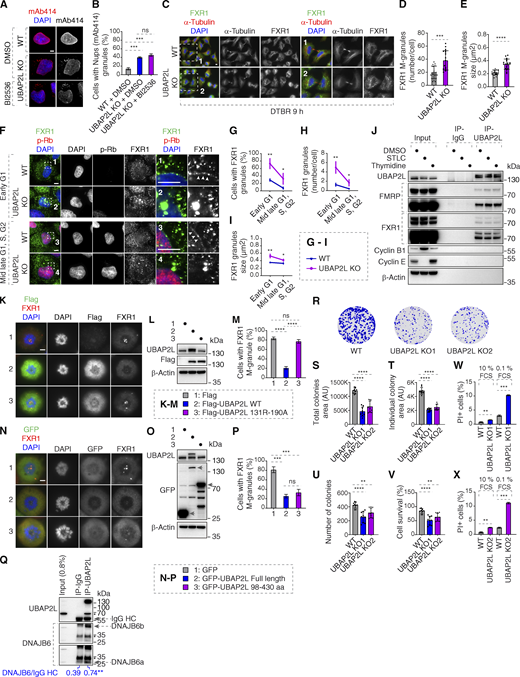 UBAP2L regulates FXRP proteins and promotes survival of HeLa cells. (A and B) Representative immunofluorescence images depicting the localization of Nups (mAb414) in WT and UBAP2L KO HeLa cells synchronized in interphase by DTBR at 12 h. PLK1 inhibitor BI 2536 (or solvent control) was used at a concentration of 100 nM for 45 min prior to sample collection. Nuclei were stained with DAPI. Scale bar, 5 μm (A). The percentage of cells with the cytoplasmic granules containing Nups (mAb414) shown in A was quantified (B). At least 150 cells per condition were analyzed (mean ± SD, ns: not significant, ***P < 0.001, unpaired two-tailed t test, n = 3 independent experiments). (C–E) Representative immunofluorescence images depicting the localization of FXR1 in WT and UBAP2L KO HeLa cells synchronized by DTBR 9 h in late telophase. Nuclei were stained with DAPI. The magnified framed regions are shown in the corresponding numbered panels. Scale bars, 5 μm (C). The number of FXR1 granules per cell (number/cell) (D) and the size of FXR1 granules (granule ≥ 0.105 µm2) (E) shown in C were quantified (mean ± SD, ***P < 0.001, ****P < 0.0001, unpaired two-tailed t test. 17 WT and 18 UBAP2L KO HeLa cells were counted, respectively). (F–I) Representative immunofluorescence images depicting the localization of FXR1 in different cell cycle stages in asynchronously proliferating WT and UBAP2L KO HeLa cells. p-Rb was used to distinguish between early G1 (p-Rb–negative cells) and mid-late G1, S, and G2 (p-Rb–positive cells) stages. Nuclei were stained with DAPI. The arrowheads indicate the NE localization of endogenous FXR1. Scale bars, 5 μm (F). The percentage of cells with cytoplasmic FXR1 granules (G), the number of FXR1 granules per cell (number/cell) (H), and the size of FXR1 granules (granule ≥ 0.2109 µm2) (I) shown in F were quantified. At least 200 cells per condition were analyzed (mean ± SD, *P < 0.05, **P < 0.01, unpaired two-tailed t test, n = 3 independent experiments). (J) IPs from HeLa cells lysates of asynchronously proliferating cells (DMSO 16 h), cells synchronized in mitosis (STLC 16 h) or in interphase (thymidine 16 h) using UBAP2L antibody or IgG were analyzed by western blot. (K–M) HeLa cells expressing Flag, Flag-UBAP2L WT, or Flag-UBAP2L R131–190A for 27 h were synchronized in prometaphase using STCL for 16 h and representative immunofluorescence images depicting localization of FXR1 are shown in K. Chromosomes were stained with DAPI. Scale bar, 5 μm. The protein levels of Flag-UBAP2L and endogenous UBAP2L in K were analyzed by western blot (L). The percentage of cells with FXR1-granules shown in K was quantified (M). At least 200 cells per condition were analyzed (mean ± SD, ns: not significant, ****P < 0.0001, unpaired two-tailed t test, n = 3 independent experiments). (N–P) Representative immunofluorescence images depicting the localization of FXR1 in HeLa cells expressing GFP, GFP-UBAP2L FL, or GFP-UBAP2L 98–430 aa for 27 h synchronized in prometaphase using STCL for 16 h. Chromosomes were stained with DAPI. Scale bar, 5 μm (N). The protein levels of GFP-UBAP2L and endogenous UBAP2L in N were analyzed by western blot (O). The percentage of cells with FXR1-granules shown in N was quantified (P). At least 200 cells per condition were analyzed (mean ± SD, ns: not significant, ***P < 0.001, unpaired two-tailed t test, n = 3 independent experiments). (Q) HeLa cells lysates were immunoprecipitated using UBAP2L antibody or IgG, analyzed by western blot, and signal intensities were quantified (shown a mean value, **P < 0.01, unpaired two-tailed t test; N = 3). The arrows indicate the bands corresponding to the IgG heavy chain (HC). (R–V) Representative images of colony formation assays of WT and UBAP2L KO HeLa cells maintained in culture for 7 days (R). Total colony area (S), individual colony area (T), average number of colonies (U), and cell survival (V) of cells shown in R were quantified using the Fiji software (mean ± SD, **P < 0.01, ****P < 0.0001; one-way ANOVA, n = 3 independent experiments). (W and X) The percentage of PI-positive cells in WT and UBAP2L KO HeLa cells cultured in the indicated concentrations of serum for 72 h were quantified by fluorescence activated cell sorting (mean ± SD, **P < 0.01, ***P < 0.001, unpaired two-tailed t test, n = 3 independent experiments). Source data are available for this figure: SourceData FS5.