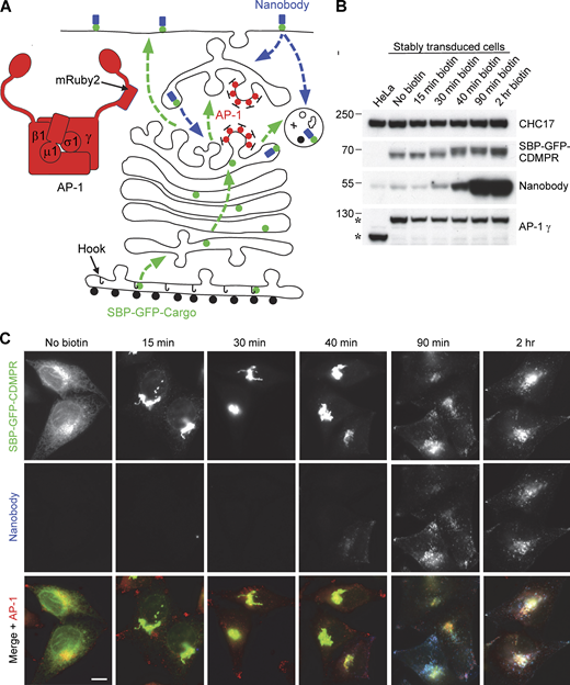 System for investigating outgoing and incoming membrane traffic. (A) Schematic diagram of the system. A HeLa cell line was generated in which the endogenous AP-1 γ-adaptin subunit, encoded by AP1G1, was replaced by a mRuby2-tagged version. The cells were then stably transduced with a “Hook” construct, consisting of streptavidin with a KDEL sequence for ER retention, and one or more candidate cargo constructs, containing streptavidin-binding peptide (SBP) to keep the constructs in the ER until the addition of biotin. Most of these constructs were also tagged with GFP so that their appearance at the plasma membrane and subsequent endocytosis could be monitored with an anti-GFP nanobody. The green dotted lines with arrows show the pathways that might be taken by the SBP-GFP-cargo proteins after the addition of biotin, and the blue dotted lines with arrows show the pathways that might be taken by the nanobody after it has bound to SBP-GFP-cargo proteins on the cell surface. (B) Western blot of cells shown schematically in A, in which the SBP- and GFP-tagged cargo protein was the cation-dependent mannose 6-phosphate receptor (CDMPR). Addition of biotin causes a shift in the mobility of SBP-GFP-CDMPR (visualized with anti-GFP) as it moves through the Golgi apparatus. HaloTag-conjugated nanobody was added to all the cells for the final 30 min and it started to show a clear increase above background levels (which is most likely due to fluid-phase uptake) after 40 min in biotin. The AP-1 γ subunit is expressed at similar levels in the wild-type and transduced cells, but it has different mobilities (asterisks) because of the presence or absence of the mRuby2 tag. Clathrin heavy chain (CHC17) was used as a loading control. (C) Fluorescent images of the cells shown in B. After 15 min in biotin, most of the SBP-GFP-CDMPR has moved from the ER to the Golgi region, and it stays mostly Golgi-localized until after 40 min. Endocytosed nanobody starts to be detectable at 40 min. Scale bar: 10 μm. Source data are available for this figure: SourceData F2.