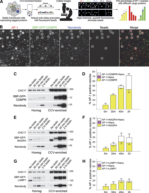 Single vesicle analysis of cells coexpressing mRuby2-tagged AP-1 and GFP-tagged membrane proteins. (A) Overview of the technique. A CCV-enriched fraction is prepared from stably transduced cells and aliquoted onto slides that were precoated with 100-nm beads. The beads fluoresce in four wavelengths and are used as fiducial markers for channel alignment. Widefield images are collected in four channels and analyzed using a newly written script. The analysis includes channel alignment, quantification of fluorescence in each spot, and elimination of the beads, which are the only particles that fluoresce in Channel 4. Data are plotted as the percentage of AP-1-containing spots (Channel 1) that also contain another protein or proteins. (B) A CCV-enriched fraction was prepared from cells co-expressing mRuby2-tagged AP-1 and SBP-GFP-tagged CDMPR, treated with biotin for 2 h, and incubated with HaloTag-conjugated nanobody for the final 30 min. Aliquots were spotted onto slides that had been precoated with beads. The figure shows cropped images in each wavelength, with the beads circled. The full image can be seen in Fig. S2. AP-1 fluoresces in red, CDMPR in green, and nanobody in far-red, shown as blue in the merged image. Scale bar: 5 μm. (C) Western blot from an experiment similar to the one in B, showing the whole cell homogenate and CCV-enriched fractions for four different time points in biotin. CHC17 was used as a loading control. (D) Single vesicle analysis of the experiment is shown in C. The data represent the means from three independent pooled experiments, with at least 10 images analyzed in each experiment for each condition, and 1,000–10,000 discrete spots per image. The error bars indicate the standard deviation. The presence of CDMPR in AP-1 vesicles continues to increase throughout the time course, so that by 2 h in biotin, about three-quarters of the AP-1 vesicles contain detectable CDMPR, and nearly half of these also contain detectable endocytosed nanobody. There are no vesicles containing nanobodies that do not also contain CDMPR, as expected because the nanobody enters the cell by piggybacking on the CDMPR. Complete datasets for all the single vesicle analysis experiments are shown in Fig. S3. (E) Western blot of cell homogenates and CCV-enriched fractions from cells expressing SBP-GFP-NAGPA, treated with biotin for varying lengths of time and incubated with nanobody for the final 30 min. CHC17 was used as a loading control. (F) Single-vesicle analysis of the experiment is shown in E. The data represent the means from three independent pooled experiments, with at least 10 images analyzed in each experiment for each condition, and 1,000–10,000 discrete spots per image. The error bars indicate the standard deviation. The presence of NAGPA in AP-1 vesicles plateaus at 40 min, with about one-third of the AP-1 vesicles containing detectable NAGPA. Nearly half of these also contain detectable endocytosed nanobody, which accumulates more quickly in NAGPA-expressing cells than in CDMPR-expressing cells, consistent with NAGPA leaving the Golgi in LAMP1-positive tubules (see Fig. 4 A). (G) Western blot of cell homogenates and CCV-enriched fractions from cells expressing SBP-GFP-LAMP1, treated with biotin for varying lengths of time and incubated with nanobody for the final 30 min. CHC17 was used as a loading control. (H) Single-vesicle analysis of the experiment shown in G. The data represent the means from three independent pooled experiments, with at least 10 images analyzed in each experiment for each condition, and 1,000–10,000 discrete spots per image. The error bars indicate the standard deviation. Relatively little LAMP1 accumulates in AP-1 vesicles. Source data are available for this figure: SourceData F5.