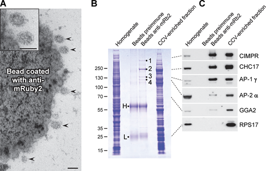 Capture of AP-1 vesicles using magnetic beads. (A) A CCV-enriched fraction was prepared from HeLa cells expressing mRuby2-tagged AP-1 γ, and then the AP-1-positive vesicles were captured just before the final centrifugation step using a rabbit antiserum against mRuby2 followed by protein A-coated magnetic beads. CCVs (arrowheads) can be seen to be associated with the beads; the two top ones are shown magnified in the inset. Scale bars: 100 nm. (B) Coomassie blue-stained gel of the whole cell homogenate, proteins captured on magnetic beads, and the CCV-enriched fraction from cells expressing mRuby2-tagged AP-1 γ. As a control for specificity, the preimmune serum from the same rabbit was also incubated with protein A beads. The samples containing beads and the CCV-enriched fraction were made up to the same volume so the efficiency of capture could be assessed, and the sample containing cell homogenate was made up to the same protein concentration as the sample containing the CCV fraction. H and L refer to immunoglobulin heavy and light chains; the bands labeled 1–4 were excised and found to correspond to CIMPR, CHC17, the AP-1 γ subunit, and the AP-1 β1 subunit, respectively. (C) Western blot of the samples shown in B probed with various antibodies. The dotted lines indicate the position on the gel for each antigen. In addition to the expected proteins, a small amount of AP-2 was also captured by the beads. GGA2 has a similar profile to AP-2, with relatively little captured by the beads. Source data are available for this figure: SourceData F8.