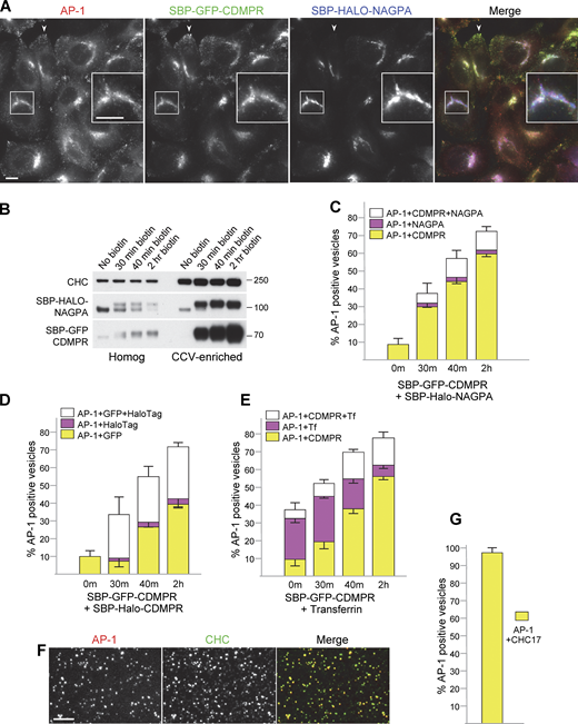 Heterogeneity of AP-1 vesicles. (A) Fluorescent images of cells coexpressing SBP-GFP-CDMPR and SBP-HaloTag-NAGPA after 90 min in biotin. Although both localize to juxtanuclear membranes, the fine details are different (inset), and only CDMPR localizes to peripheral membranes, where AP-1 is also found (arrowheads). Scale bars: 10 μm. (B) Western blot of cells co-expressing SBP-GFP-CDMPR and SBP-HaloTag-NAGPA, showing the whole cell homogenate and CCV-enriched fractions for four different time points in biotin. CHC17 was used as a loading control. (C) Single-vesicle analysis of the experiment shown in B. The data represent the means from three independent pooled experiments, with at least 10 images analyzed in each experiment for each condition, and 1,000–10,000 discrete spots per image. The error bars indicate the standard deviation. Most of the NAGPA-containing AP-1 vesicles (∼80%) also contain CDMPR, but not vice versa. The percentages are deduced from the white and magenta portions of the bars: in every case, the white portion is ∼4× taller than the magenta portion. (D) Single vesicle analysis of cells co-expressing SBP-GFP-CDMPR and SBP-HaloTag-CDMPR, showing the means from three independent pooled experiments, with at least 10 images analyzed in each experiment for each condition, and 1,000–10,000 discrete spots per image. The error bars indicate the standard deviation. The differences are most likely due to differences in expression levels because the localization patterns of SBP-GFP-CDMPR and SBP-HaloTag-CDMPR are virtually identical (see Fig. S4 B). (E) Single vesicle analysis of cells expressing SBP-GFP-CDMPR, treated with biotin for various lengths of time, and in every case fed far-red transferrin for 1 h and then processed immediately. The data represent the means from three independent pooled experiments, with at least 10 images analyzed in each experiment for each condition, and 1,000–10,000 discrete spots per image. The error bars indicate the standard deviation. The percentage of AP-1 vesicles that contain both CDMPR and transferrin increases with time in biotin. (F) Fluorescent image of the CCV-enriched fraction from cells expressing mRuby2-tagged AP-1 and labeled after fixation with an antibody against CHC17. Scale bar: 5 μm. (G) Single-vesicle analysis of experiments similar to the one shown in F, with at least 10 images analyzed in each of three experiments, and 1,000–10,000 discrete spots per image. The error bars indicate the standard deviation. Nearly all of the AP-1 vesicles are also positive for CHC17. Source data are available for this figure: SourceData F6. Refer to the image caption for details.