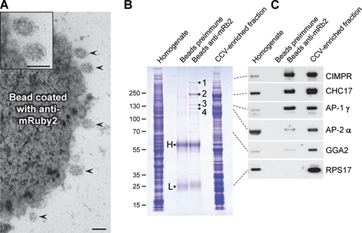 Capture of AP-1 vesicles using magnetic beads. (A) A CCV-enriched fraction was prepared from HeLa cells expressing mRuby2-tagged AP-1 γ, and then the AP-1-positive vesicles were captured just before the final centrifugation step using a rabbit antiserum against mRuby2 followed by protein A-coated magnetic beads. CCVs (arrowheads) can be seen to be associated with the beads; the two top ones are shown magnified in the inset. Scale bars: 100 nm. (B) Coomassie blue-stained gel of the whole cell homogenate, proteins captured on magnetic beads, and the CCV-enriched fraction from cells expressing mRuby2-tagged AP-1 γ. As a control for specificity, the preimmune serum from the same rabbit was also incubated with protein A beads. The samples containing beads and the CCV-enriched fraction were made up to the same volume so the efficiency of capture could be assessed, and the sample containing cell homogenate was made up to the same protein concentration as the sample containing the CCV fraction. H and L refer to immunoglobulin heavy and light chains; the bands labeled 1–4 were excised and found to correspond to CIMPR, CHC17, the AP-1 γ subunit, and the AP-1 β1 subunit, respectively. (C) Western blot of the samples shown in B probed with various antibodies. The dotted lines indicate the position on the gel for each antigen. In addition to the expected proteins, a small amount of AP-2 was also captured by the beads. GGA2 has a similar profile to AP-2, with relatively little captured by the beads. Source data are available for this figure: SourceData F8.
