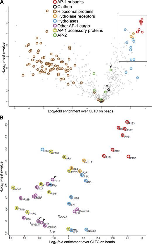 Proteomic analysis of the bead-captured samples. CCV-enriched fractions were prepared from HeLa cells expressing mRuby2-tagged AP-1 γ, grown in either SILAC heavy (H) or SILAC light (L) medium. AP-1-positive vesicles were captured from the H fraction before the final centrifugation step, while the L fraction was centrifuged to provide an input reference. Heavy-to-light ratios were calculated as a measure of enrichment in the bead-captured samples over the input and statistical analysis was performed for 632 proteins that passed quality control. (A) Data are presented as a volcano plot. For each protein, a one-sample t test was performed against a hypothetical ratio defined as the mean ratio for CLTC, the most abundant protein in both the H and L samples (see Fig. S5). The proteins on the right side of the plot are potential components of AP-1 vesicles, with the most enriched hits being AP-1 subunits. The three hydrolase receptors and various hydrolases also score highly. Proteins on the left side are unlikely to be components of AP-1 vesicles, and they include ribosomal proteins. AP-2 subunits are generally to the left of clathrin, with the exception of AP2B1 (arrowhead), which is known to associate promiscuously with AP-1 (Page and Robinson, 1995). Other AP-1 cargo and accessory proteins are not indicated in this plot. (B) Protein identities in the boxed region in A, which contains the most enriched hits. The proteins shown in color were also hits in our previous knocksideways analyses (Hirst et al., 2012, 2015). The arrowheads indicate the syntaxins STX6, STX10, and STX16. The complete dataset is available in Table S1. Table S2 contains proteomic data from unlabeled cells, in which the CCV-enriched fraction was incubated with beads coated with either anti-mRuby or preimmune serum, as further confirmation of the specificity of the AP-1 vesicle capture.
