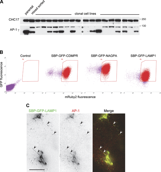 Generation and characterization of cell lines and cell populations. (A) Initially, we attempted to tag the AP-1 γ subunit with mRuby2 using gene editing. Positive cells were sorted by flow cytometry and then individual clonal cell lines were isolated and analyzed by Western blotting. The blots show that although the tagging was successful, expression levels for the tagged protein (upper band) were always much lower than that of the wild-type protein in the parental HeLa cells. This is most likely because the gene we tagged, AP1G1, is present in multiple copies, and only very few were tagged in each cell line, while the others were frequently disrupted by indels. (B) After generating a clonal cell line in which the tagged AP-1 γ subunit was introduced by retroviral transduction and the endogenous gene was then deleted using gene editing, we added additional tagged membrane proteins using retroviral transduction. Cells were selected by flow cytometry and then routinely sorted by flow cytometry before scaling up for CCV isolation experiments. The dot plots show that there was some loss of mRuby2-tagged AP-1 γ with time and that although the three membrane proteins were under the control of the same LTR promoter and were sorted using the same gates, there were inherent differences in expression levels, with SBP-GFP-NAGPA being most strongly expressed, followed by SBP-GFP-CDMPR and then SBP-GFP-LAMP1. (C) Frames from Video 4, showing cells co-expressing SBP-HaloTag-NAGPA (red) and SBP-GFP-LAMP1 (green), treated with biotin for 28 min. Some of the LAMP1-containing tubules are decorated with AP-1, indicating that the presence of AP-1 on these tubules is not simply a consequence of overexpressing the AP-1 cargo protein NAGPA. Scale bar: 10 μm. Source data are available for this figure: SourceData FS1. Refer to the image caption for details.