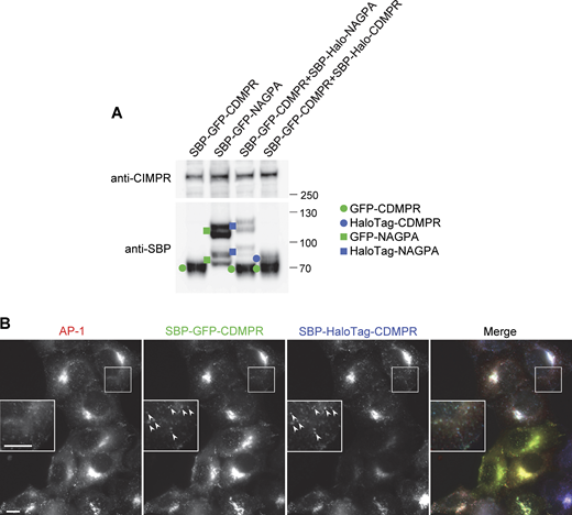 Further characterization of AP-1 cargo constructs. (A) Western blots comparing expression levels of GFP- and HaloTag-constructs. The cells were all incubated with biotin for 40 min. In every case, the constructs labeled with GFP are expressed at ∼threefold higher levels than the same constructs labeled with HaloTag. (B) Fluorescent images of cells coexpressing GFP-CDMPR and HaloTag-CDMPR. Although there is variability in relative expression levels when different cells are compared, the fine details are virtually identical (insets). Scale bars: 10 μm. Source data are available for this figure: SourceData FS4.