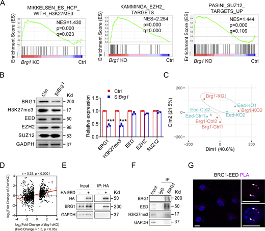 BRG1 binds with and promotes PRC2 activity in OPCs. (A) GSEA plots of H3K27me3, EZH2 targets, and SUZ12 targets enriched in Brg1 KO OPCs. (B) Western blot (left) and quantification (right) of BRG1, EED, EZH2, SUZ12, H3K27me3, and GAPDH from lysates of control and SiBrg1 treated Oli-neu cells. n = 3 independent experiments. (C) PCA plot of expression profiles of Brg1 KO OPCs (red) and Eed KO OPCs (blue). (D) Correlation of significantly changed gene expression in Eed KO OPCs and gene expression changes in Brg1 KO OPCs. Correlation and P values were obtained from Pearson’s product-moment correlation. (E) Coimmunoprecipitation assay for BRG1 and HA antibodies in Oli-neu cells transfected with plasmids expressing HA-tagged EED. n = 3 independent experiments. (F) Co-immunoprecipitation assay for BRG1, EED, and H3K27me3 antibodies in primary mouse OPCs. n = 3 independent experiments. (G) Representative images showed the proximity ligation assay of the BRG1-EED interaction (arrow) in primary mouse OPCs. n = 3 independent experiments. Scale bars, 10 μm. Data are presented as mean ± SEM; ***P < 0.001; two-tailed unpaired Student’s t test (B). Source data are available for this figure: SourceData F5. Refer to the image caption for details.