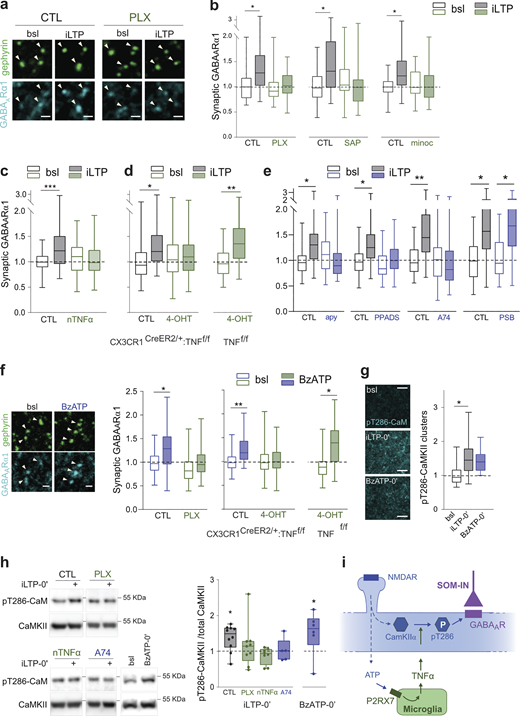 Microglial P2RX7-TNFα signaling drives GABAARs synaptic enrichment through CaMKIIα phosphorylation. (a) Representative confocal images showing increase of GABAARα1 (cyan) at gephyrin+ clusters (arrowheads) upon NMDA-induced inhibitory long-term potentiation (iLTP: 2 min 20 μM NMDA/10 μM CNQX plus 20 min recovery) in organotypic slices cortical L1 (CTL: control; bsl: baseline). Scale bars, 1 μm. (b–e) Mean intensity of GABAARα1 clusters at gephyrin+ cluster normalized to CTL at bsl. n = FOVs/independent experiments: (b) n = 44–69/5–6; (c) n = 47–53/5; (d) n = 66–102/5–7; (e) n = 49–68/7–9. *P < 0.05, **P < 0.01 and ***P < 0.001, nested one-way ANOVA followed by Sidak’s multiple comparison test. iLTP-induced synaptic GABAAR enrichment is abolished by: b, microglia depletion/inactivation (PLX: PLX3397; SAP: Mac1-saporin; minoc: minocycline); c, neutralization of TNFα (nTNFα); d, microglia-specific TNFα deletion through 4-hydroxy-tamoxifen (4-OHT)-induced recombination on CX3CR1CreERT2/+:TNFf/f but not on a TNFf/f background; e, ATP hydrolysis (apy), P2RX antagonist (PPADS) and P2RX7 antagonist (A74), but not P2Y12R inhibitor (PSB). (f) Left: Confocal images of GABAARα1 (cyan) at gephyrin+ clusters (arrowheads) in bsl and upon BzATP treatment. Scale bars, 1 μm. Right: Mean intensity of GABAARα1 clusters at gephyrin+ clusters normalized to CTL at bsl. n = 49–63/5–6. *P < 0.05, **P < 0.01, nested one-way ANOVA followed by Sidak’s multiple comparison test. (g) Left: Thr286-phosphorylated CaMKII is enhanced in L1 at the induction phase of plasticity (iLTP0’ or BzATP0’). Scale bars, 5 μm. Right: Mean intensity of Thr286-phosphorylated CaMKII puncta normalized to bsl. n = 25 to 33 FOVs from three independent experiments. *P < 0.05, one-way ANOVA followed by Sidak’s multiple comparison test. (h) Left: Western blot analysis showing iLTP0’-induced CaMKII Thr286-phosphorylation. Right: Ratio between Thr286-phosphorylated CaMKII and total CaMKII normalized to the respective iLTP-free control. n = 5–9 independent experiments. *P < 0.05 compared with respective control, Kruskal–Wallis test followed by Dunn’s multiple comparisons test. (b–h) Results are presented as minimum to maximum box plots. (i) Model. ATP released downstream NMDA-induced neuronal activity activates microglial P2RX7 which triggers the release of microglial TNFα. TNFα signaling gates CaMKIIα autophosphorylation which controls the enrichment of synaptic GABAARs in pyramidal neurons. Source data are available for this figure: SourceData F2.