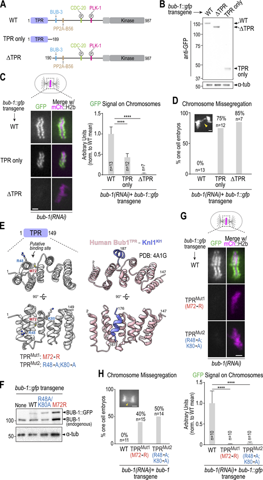 The BUB-1 TPR is necessary and sufficient for kinetochore localization. (A) Schematic of WT BUB-1, highlighting key domains and interfaces, along with designed TPR only and ∆TPR variants. (B) Anti-GFP immunoblots of strains with the indicated integrated bub-1::gfp transgenes. Molecular weight markers are in kilodaltons. α-Tubulin serves as a loading control. (C) Left: Images of aligned chromosomes in one-cell embryos from strains with the indicated bub-1::gfp transgenes; the strains also expressed mCh::H2b to mark chromosomes, and endogenous BUB-1 was depleted. Scale bar, 2 µm. Right: Quantification of GFP signals on chromosomes for the indicated conditions. Error bars are the 95% confidence interval. n is the number of embryos imaged. (D) Quantification of chromosome missegregation in one-cell embryo anaphase for the indicated conditions. n is the number of embryos imaged. Inset image shows an example of chromosome missegregation (yellow arrowhead). Scale bar, 2 μm. (E) Comparison of a structural model of the BUB-1 TPR and the human Bub1 TPR–Knl1 KI1 motif crystal structure (PDB accession no. 4A1G) (Krenn et al., 2012). Residues targeted for mutation in BUB-1 are highlighted below the en face view of the convex surface of the TPR. (F) Anti-BUB-1 immunoblots of strains with the indicated integrated bub-1::gfp transgenes. GFP-fused and endogenous BUB-1 are marked. α-Tubulin serves as a loading control. Molecular weight markers shown on the left of each blot are in kilodaltons (kDa). (G) Top: Images of aligned chromosomes in one-cell embryos from strains with the indicated bub-1::gfp transgenes; the strains also expressed mCh::H2b to mark chromosomes, and endogenous BUB-1 was depleted. Scale bar, 2 µm. Bottom: Quantification of GFP signal on chromosomes for the indicated conditions. n is the number of embryos imaged. Error bars are the 95% confidence interval. (H) Quantification of chromosome missegregation in one-cell embryos for the indicated conditions. n is the number of embryos imaged. Example missegregation image is the same as in Fig. 1 B. All P values were calculated by unpaired two-tailed t tests; **** = P < 0.0001. Source data are available for this figure: SourceData F2.