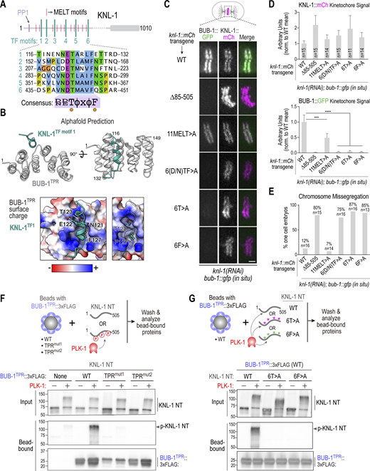Definition of the BUB-1 TPR–KNL-1 interface that targets BUB-1 to kinetochores. (A) Schematic of KNL-1 highlighting 11 MELT motifs, six TF motifs, and protein phosphatase 1 (PP1) docking site. Sequences of the six TF motifs are shown below along with a consensus. (B) Top: AlphaFold multimer prediction of the BUB-1 TPR interface with TF motif 1. Side and en face views are shown. Predictions for all six TF motifs are shown in Fig. S2. Bottom: TF motif 1 shown docked onto a surface charge model of the BUB-1 TPR. The panel on the right highlights the T and F residues; the insertion of the F into a hydrophobic pocket is evident in this view. (C) Images of aligned chromosomes in one-cell embryos from strains with the indicated knl-1::mCh transgenes and in situ GFP-tagged BUB-1; endogenous KNL-1 was depleted in all conditions. Scale bar, 2 µm. (D) Quantification of KNL-1::mCh and BUB-1::GFP kinetochore signals for the indicated conditions. n is the number of embryos imaged. Error bars are the 95% confidence interval. (E) Quantification of chromosome missegregation in one-cell embryos for the indicated conditions. n is the number of embryos imaged. (F) Top: Schematic of biochemical assay used to assess BUB-1 TPR interaction with the KNL-1 N-terminus, either with or without PLK-1 phosphorylation. The BUB-1 TPR variants were expressed in suspension human cells and concentrated on beads prior to mixing with unphosphorylated or PLK-1 phosphorylated bacterially expressed and purified KNL-1 N-terminus (NT). Bottom: Immunoblots of the KNL-1 input and bead-bound KNL-1 and BUB-1TPR variants. (G) Similar biochemical analysis as in F, except that BUB-1TPR was WT in all conditions, and three versions of recombinant KNL-1 NT (WT, 6T > A, 6F > A) were tested with and without PLK-1 phosphorylation. Data shown in F and G is representative of two independent experiments. Molecular weight markers shown on the left of each blot are in kilodaltons (kDa). All P values were calculated by unpaired two-tailed t tests; *** = P < 0.001,**** = P < 0.0001. Source data are available for this figure: SourceData F3.
