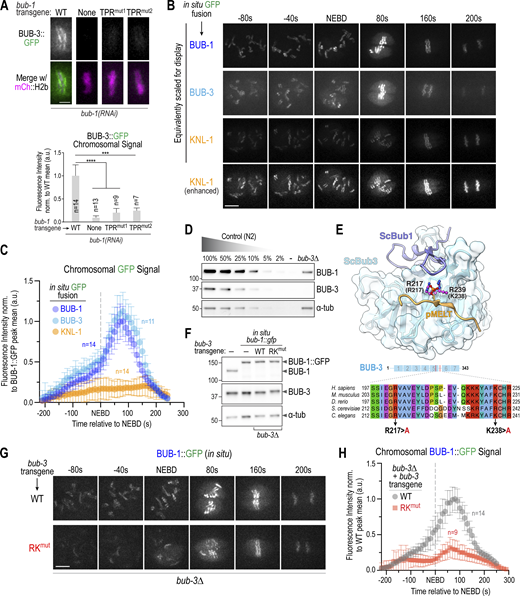 BUB-3 recognition of pMELT motifs drives the rapid increase in BUB-1–BUB-3 localization at kinetochores during mitotic entry. (A) Top: Localization of BUB-3::GFP in the indicated conditions. Scale bar, 2 µm. Bottom: Quantification of BUB-3::GFP chromosomal signal. Error bars are the 95% confidence interval. (B) Images from timelapse sequences of the indicated in situ GFP fusions. Sequences were time-aligned using NEBD as a reference. All three strains also expressed mCh::H2b, which was simultaneously imaged but is not shown. All imaging was conducted under identical conditions; the top three image rows are equivalently scaled for display to highlight the super-stoichiometric recruitment of BUB-1–BUB-3 complexes on KNL-1 scaffolds. The bottom row shows enhanced scaling of the KNL-1::GFP signal to display its robust and constant kinetochore localization. Scale bar, 5 µm. (C) Chromosome segmentation-based quantification of GFP signal over time for the indicated in situ GFP fusions. Chromosome segmentation was performed using the mCh::H2b signal (see Fig. S4 A for details). Error bars are the 95% confidence interval. n is the number of embryos imaged. (D) Immunoblots of a dilution curve of control (N2) worm extract and a bub-3∆ worm extract using anti-BUB-1 and anti-BUB-3 antibodies. α-Tubulin serves as a loading control. Molecular weight markers shown on the left of each blot are in kilodaltons (kDa). (E) Top: Structure of S. cerevisiae Bub1–Bub3 complex bound to a pMELT peptide from ScKnl1/Spc105 (PDB accession no. 4BL0; Primorac et al., 2013). Sidechains of the phosphorylated Thr in the MELT peptide and the two basic residues critical for binding the phosphopeptides (R217 and K239) are shown. Residue numbers in brackets below the R217 and K239 labels refer to the corresponding C. elegans BUB-3 residues. Bottom: Sequence alignment of the region of Bub3 that engages the pMELT peptide. The two basic residues mutated in BUB-3 to disrupt pMELT recognition are highlighted. (F) Immunoblots of the indicated conditions using anti-BUB-1 and anti-BUB-3 antibodies. α-Tubulin serves as a loading control. Molecular weight markers shown on the left of each blot are in kilodaltons (kDa). (G) Images from timelapse sequences of in situ GFP-tagged BUB-1 in the presence of WT or RKmut BUB-3; the endogenous bub-3 gene was deleted. The strains also expressed mCh::H2b, which was simultaneously imaged but is not shown. Scale bar, 5 µm. (H) Chromosome segmentation-based quantification of BUB-1::GFP signal over time for the indicated conditions. n is the number of embryos imaged. Error bars are the 95% confidence interval. All P values are calculated from unpaired two-tailed t tests; *** = P < 0.001,**** = P < 0.0001. Source data are available for this figure: SourceData F4.