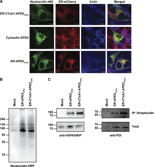 Expression of CTxA1-APEX2KDEL in ER of mammalian cells. (A) Representative micrographs of COS-7 cells expressing ER-CTxA1-APEX2KDEL, Cytosolic-APEX, or ER-APEX2KDEL. Cells were co-transfected with an ER-mCherry construct to label the ER. Cells were stained for biotinylated proteins and actin. Note, the co-localization of biotinylated proteins (neutravidin-488 staining) with ER-mCherry for only cells expressing ER-CTxA1-APEXKDEL and ER-APEXKDEL (not Cytosolic-APEX), indicating biotinylation of proteins within the ER. The scale bar represents 10 μm. (B and C) Immunoblot of biotin-labeled proteins from cells expressing no APEX, ER-APEXKDEL, and ER-CTxA1-APEXKDEL. Biotinylated proteins were enriched by immunoprecipitation with streptavidin-coated beads followed by immunoblotting with (B) neutravidin-HRP, (C left panel) anti-HSPA5/BiP, or (C right panel) anti-PDI. Source data are available for this figure: SourceData FS2. Refer to the image caption for details.