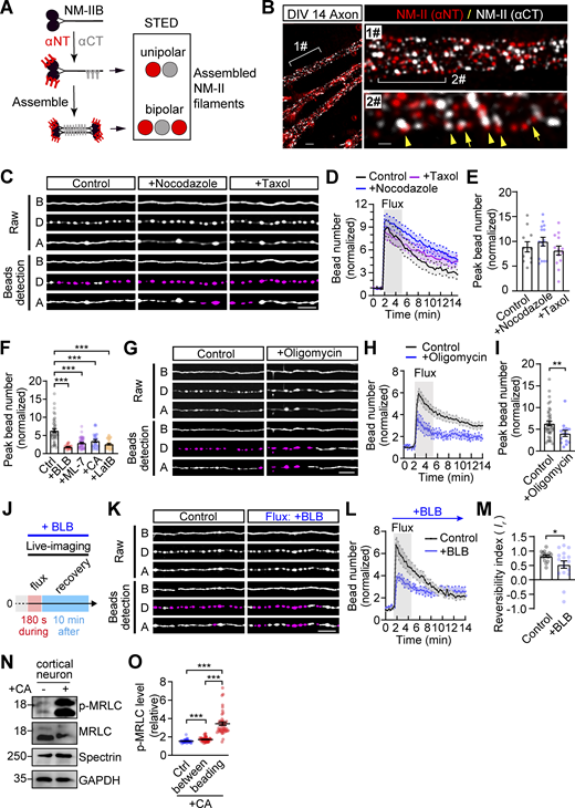 The reversible axon beading consumes ATP and is not caused by the disruption of MT tracks. (A) Cartoon showing the unipolar or bipolar NM-II filaments represented by double- or triple-dot immunostaining signals revealed by antibodies recognizing the C-terminal (gray) and N-terminal (red) of the NM-IIB heavy chain. (B) STED image showing the distribution of the assembled NM-II filaments beneath the plasm membrane of the axon. The unipolar and bipolar NM-II filaments are indicated with arrowheads and arrows, respectively. Bar = 1 μm (left) and 300 nm (right). (C) Rat hippocampal neurons cultured in an AoC device were transfected with Lifeact-GFP on DIV5–6. On DIV7–8, after being pretreated with either an MT polymerization inhibitor (+Nocodazole; 50 μΜ) or MT stabilizer (+Taxol; 10 μΜ) for 30 min, neurons were subjected to 50 μl/min flux for 180 s. Time-lapse images showing the deformation of the same axons before (B), during (D), and after (A) the flux, with the automatically detected beading segments shown in magenta. Bar = 5 μm. (D and E) Quantification of (D) the dynamic beading process and (E) peak bead number are presented (N = 11, 15, 13) (F) Quantification of the peak number of axon beads formed in response to the 50 μl/min flux for 180 s of Fig. 5 B (N = 41, 30, 49, 29, 23). (G) Neurons expressing Lifeact-GFP were pretreated with oligomycin (1 μM) for 30 min, followed by 50 μl/min flux for 180 s. Time-lapse images illustrate axon deformation before (B), during (D), and after (A) flux, with automatically detected beading shown in magenta. Bar = 10 μm. (H and I) Quantification of (H) normalized bead number and (I) peak bead number (N = 41, 14). (J) Schematic timeline for flux-induced axon stress with acute blebbistatin treatment. Blebbistatin (+BLB, 50 μM) was administered concurrently with 50 μl/min flux for 180 s, followed by an approximate 10-min recovery. Axon dynamics were monitored via live-imaging microscopy throughout. (K) Time-lapse images depict axon deformation before (B), during (D), and after (A) flux, with automatically detected beading in magenta. Bar = 10 μm. (L and M) Quantification of (L) dynamic beading process and (M) reversibility index (N = 16, 17). (N) Western blot showing the level of the p-MRLC, total MRLC, βΙΙ-Spectrin, and GAPDH following Calyculin A (+CA) treatment in cultured cortical neurons. (O) Quantification of the p-MRLC intensity in control (Ctrl) and CA-treated neuron axons (N = 41, 45, 45). Data represent mean ± SEM; in E, F, M, and O, unpaired two-tailed Student’s t test; in I, Mann-Whitney test; *P < 0.05, **P < 0.01, ***P < 0.001. Source data are available for this figure: SourceData FS2.