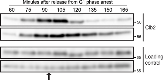 Analysis of the effects of a shift from rich to poor carbon during metaphase. Cells were grown overnight in YPD medium and arrested in G1 phase with alpha factor. The cells were then released from the arrest into fresh YPD at 25°C. At the point indicated by the arrow, half of the culture was shifted to poor carbon (bottom panel). Samples were collected at the indicated time points to analyze Clb2 levels by western blot. Samples for mass spectrometry analysis were collected 10 min after the shift to poor carbon. Source data are available for this figure: SourceData F1. Refer to the image caption for details.