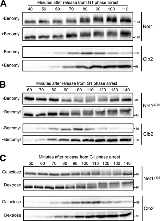 Net1 hyperphosphorylation occurs before mitotic exit. (A)NET1-6xHA cells growing in YPD were released from a G1 arrest at 25°C into YPD or YPD containing benomyl. Samples were collected at the indicated time points to assay Net1 phosphorylation and Clb2 protein levels by western blot. Alpha factor was added back to the cultures at 60 min after release to prevent a second cell cycle. (B)NET1∆328-3xHA cells growing in YPD were released from a G1 arrest at 20°C into YPD or YPD containing benomyl. Samples were collected at the indicated time points to assay Net1 phosphorylation and Clb2 protein levels by western blot. Alpha factor was added back to the cultures at 60 min after release to prevent a second cell cycle. (C)NET1∆328-3xHA GAL1-CDC20 cells were grown overnight to log phase in YPGal medium at room temperature and were released from a G1 phase arrest into YPGal or YPD at 25°C. Samples were collected at the indicated time intervals to assay for NET1∆328-3xHAand Clb2 by western blot. In all panels, the Net1 blots and the Clb2 blots are from the same samples, so the Net1 blots serve as a loading control for the Clb2 blots. Source data are available for this figure: SourceData F2.