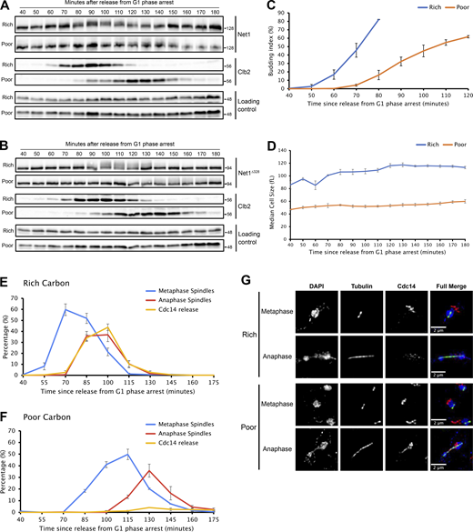 Net1 hyperphosphorylation is reduced in poor carbon. (A and B)NET1-6xHA (A) or NET1∆328-3xHA (B) cells grown overnight in YPD or YPG/E were released from a G1 phase arrest into a fresh medium at 25°C. Samples were collected at the indicated time points to assay for Net1 and Clb2 by western blot. An anti-Nap1 antibody was used for a loading control. Alpha factor was added back to the cultures 60 min after release to prevent a second cell cycle. (C and D) Samples from multiple biological replicates of the experiment shown in A were analyzed to determine the percentage of cells undergoing bud emergence (C) and to measure median cell size with a Coulter Counter (D). (E and F) Samples from multiple biological replicates of the experiment shown in A were analyzed by immunofluorescence to determine the percentage of cells with short metaphase spindles or long anaphase/telophase spindles, and the percentage of cells that showed release of Cdc14 from the nucleolus. (G) Examples of Cdc14 localization during metaphase and anaphase for cells growing in rich or poor carbon. Error bars indicate SEM for three biological replicates. Source data are available for this figure: SourceData F3. Refer to the image caption for details.