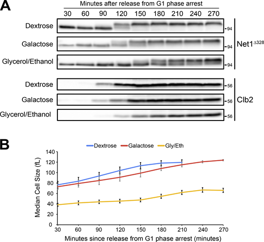 Hyperphosphorylation of Net1 is correlated with the rate and extent of bud growth. (A)NET1∆328-3xHA cells grown overnight to log phase in YPD, YPGal, or YPG/E were released from a G1 phase arrest at 25°C into fresh media containing benomyl. Samples were taken at the indicated times to assay for Net1∆328-3xHA and Clb2. The Net1 blots and the Clb2 blots are from the same samples, so the Net1 blots serve as a loading control for the Clb2 blots. (B) A Coulter Counter was used to analyze cell size as a function of time for the experiments shown in A. Error bars indicate SEM for three biological replicates. Source data are available for this figure: SourceData F4. Refer to the image caption for details.