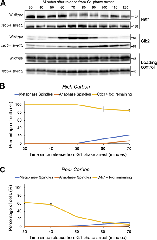 Net1 hyperphosphorylation is dependent upon membrane trafficking events that are required for bud growth. (A)NET1∆328-3xHA and NET1∆328-3xHA sec6-4 swe1∆ cells grown overnight to log phase in YPD were released from a G1 phase arrest at room temperature and were then shifted to the restrictive temperature (34°C) 20 min after release. Alpha factor was added back to the cultures at 60 min after release to prevent a second cell cycle. Samples were taken at the indicated time intervals to assay for Net1∆328-3xHA and Clb2 by western blot. An anti-Nap1 antibody was used for a loading control. (B and C) Samples from multiple biological replicates of the experiment shown in A were analyzed by immunofluorescence to determine the percentage of cells with short metaphase spindles or long anaphase/telophase spindles and the percentage of cells that show localization of Cdc14 to the nucleolus. Error bars indicate SEM for three biological replicates. Source data are available for this figure: SourceData F5.