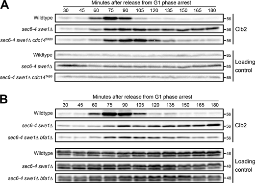 An allele of CDC14 that is not inhibited by Net1 bypasses the anaphase arrest caused by a failure in bud growth. (A)NET1-6xHA, NET1-6xHA sec6-4 swe1∆, and NET1-6xHA sec6-4 swe1∆ cdc14TAB6 cells grown overnight in YPD to log phase were released from a G1 phase arrest into fresh media at 25°C. 20 min after release the cultures were shifted to 34°C to inactivate sec6-4 and samples were collected at the indicated time points to assay levels of Clb2. A background band on the Clb2 blots was used as a loading control. (B)NET1-6xHA, NET1-6xHA sec6-4 swe1∆, and NET1-6xHA sec6-4 swe1∆ bfa1∆ cells grown overnight in YPD to log phase were released from a G1 phase arrest into fresh media at 25°C. 20 min after release the cultures were shifted to 34°C to inactivate sec6-4 and samples were collected at the indicated time points to assay levels of Clb2. An anti-Nap1 antibody was used as a loading control. Source data are available for this figure: SourceData F6. Refer to the image caption for details.