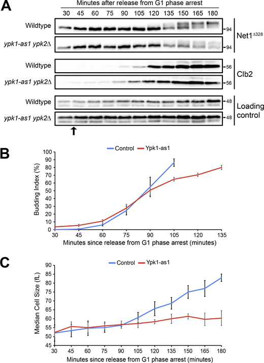 Ypk1/2 is required for normal hyperphosphorylation of Net1 in vivo. (A)NET1∆328-3xHA and NET1∆328-3xHA ypk2∆ ypk1-as1 cells grown overnight in YPD were released from a G1 phase arrest at 25°C into YPD medium containing benomyl. 3MOB-PP1 was added to both cultures to a final concentration of 10 uM at 40 min after release. Samples were taken at the indicated time intervals to assay for Net1∆328-3xHA and Clb2 by western blot. An anti-Nap1 antibody was used as a loading control. (B and C) Samples from multiple biological replicates of the experiment shown in A were analyzed to determine the percentage of cells undergoing bud emergence (B) and to measure median cell size with a Coulter Counter (C). Error bars indicate SEM for three biological replicates. Source data are available for this figure: SourceData F7.