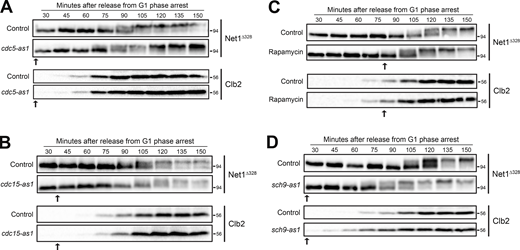 Analysis of candidate Net1 kinases in vivo. For all experiments, cells were grown in YPD medium and released from a G1 phase arrest into fresh YPD media containing benomyl. Inhibitor was added at the times indicated by the arrow. Samples were then taken at the indicated time points to assay for NET1∆328 and Clb2 by western blot. (A)NET1∆328-3xHA and NET1∆328-3xHA cdc5-as1 cells were released from G1 phase at 30°C. 10 μM CMK was added 30 min after release. (B)NET1∆328-3xHA and NET1∆328-3xHA cdc15-as1 cells were released from G1 phase arrest at 25°C. 10 μM 1-NA-PP1 was added 40 min after release. (C)NET1∆328-3xHA cells were released from G1 phase arrest at 25°C. The culture was split into two aliquots and 0.22 μM rapamycin was added to one aliquot 90 min after release. (D)NET1∆328-3xHA and NET1∆328-3xHA sch9-as1 cells were released from G1 phase at 25°C. 5 μM of 1-NM-PP1 was added 30 min after release. Source data are available for this figure: SourceData FS1. Refer to the image caption for details.
