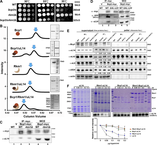 Bcp1 and Rkm1 form a complex with uL14 and maintain the stability of uL14. (A) Wild-type, bcp1ts, rkm1∆, and bcp1tsrkm1∆ were normalized and spotted on the YPD plates. The plates were incubated at the temperatures indicated in the figure for 2–3 days. The doubling time was estimated from three independent samples cultured in liquid YPD medium at 35°C (Ave ± SD). (B) The size exclusion chromatography (left). The result of Coomassie blue gels (right). The y-axis is the normalized intensity of UV280 nm. The x-axis is the column volume of the Superdex 200 column. The peaks indicated with blue arrows were collected and analyzed in SDS-PAGE. (C and D) Bcp1-myc was immunoprecipitated from wild-type and rkm1Δ (C). Bcp1-myc was immunoprecipitated from wild-type and GAL::RPL23 strain. Cells were cultured in Leu− medium containing 2% galactose to OD 0.2–0.3, and 2% glucose was added for another 4 h (D). The associated proteins were detected by Western blotting. (E) The normalized cell lysates were prepared from the strains above and spun at 80,000 rpm for 1 h to separate free proteins (supernatant) and ribosomal subunits (pellet). The supernatants were precipitated with TCA and analyzed by Western blotting. (F) Various amounts of trypsin, as indicated in the figure, were added to purified uL14 or the purified complexes of Rkm1/uL14, Bcp1/uL14, and Rkm1/Bcp1/uL14, followed by incubation at 37°C for 30 min. The samples were subsequently analyzed using SDS-PAGE with Coomassie blue staining or western blotting. The intensity of uL14 was quantified using Image J, and the relative amounts were calculated compared with the control (no trypsin). Three independent replicates were conducted, and the Student’s t test was performed against uL14 alone to assess statistical significance (*P < 0.05; **P < 0.01). Source data are available for this figure: SourceData F1.