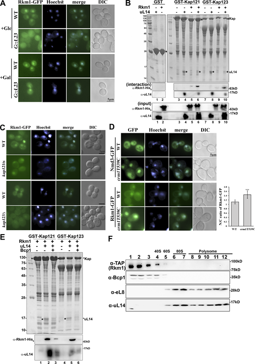 Rkm1 accompanies the transport of Rpl23 to the nucleus. (A) The localization of Rkm1-GFP was visualized in wild-type and GAL::RPL23. Overnight cells were subcultured in a medium containing 2% galactose for 2 h. Cultures were kept in the galactose, or 2% glucose was added for another 4 h before examination with fluorescence microscopy. (B) GST-Kap121 or GST-Kap123 was incubated with uL14, Rkm1, or both at 4°C for 1 h. After three times of wash, the proteins were eluted with 1X SDS sample buffer and analyzed by Coomassie blue staining and western blotting. (C) To visualize the localization of Rkm1-GFP, wild-type and kap121ts at log phase were shifted to 37°C for 2 h, and wild-type and kap123Δ were cultured at 30°C. (D) Nmd3-GFP and Rkm1-GFP localizations were monitored in wild-type and crm1T539C incubated with LMB (0.1 μg/ml) for 30 min. Hoechst was used to stain the nucleus. The intensity ratios between nucleus and cytoplasm were calculated in 15 cells and analyzed with Student’s t test (***P < 0.001). (E) GST-Kap121/Kap123 in complex with Rkm1 or Rkm1/uL14 was immobilized on the glutathione beads. Bcp1 was added and incubated for another hour at 4°C. The remaining amounts of Rkm1 and uL14 on the beads were analyzed by Western blotting. (F) Cell extracts from Rkm1-TAP were fractioned through 7–47% sucrose gradients. Each fraction was precipitated with TCA and analyzed by anti-TAP, anti-Bcp1, anti-eL8, and anti-uL14 antibodies. The corresponding sedimentation peaks of the ribosomal subunits were indicated above. Source data are available for this figure: SourceData F2. Refer to the image caption for details.