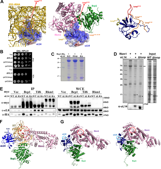 The positively charged region (loop 42–50) of uL14 that is buried into the ribosome for interacting with 25S rRNAs is protected by Bcp1 and Rkm1. (A) Compare the uL14 interaction within the pre-60S and Rkm1/Bcp1 complex. Left: uL14 was shown in 60S subunits, and the surrounded 25S rRNA was shown in gray. PDB accession no. 5H4P. Middle: uL14 was shown with Bcp1 and Rkm1. Right: The extension loops of uL14 were shown. (B) The growth complementation assays of the uL14∆loop and uL14(RA). (C) The interactions between recombinant Bcp1 and uL14 mutants were tested with Ni-NTA beads. (D) The interactions between Rkm1 and uL14 and uL14(Δloop) were examined in vitro. (E) Bcp1-myc, Tif6-myc, and Rkm1-myc were immunoprecipitated in the wild-type strain using protein A-coupled beads. The associated uL14 mutants were examined with the anti-HA antibody. Anti-eL8 antibody was used to probe 60S subunits. (F) The SET domain of Rkm1 was labeled in yellow, and the residues at the active site (red circle) were labeled in red. K106 and K110 were also shown on the uL14. (G) The model relaxation by molecular dynamics simulation shows the dynamic movement of this ternary complex at two states. The Lys106 and Lys110 residues of uL14 (blue circle) move to the Rkm1 active site (red circle) for methylation. Rkm1: pink; Bcp1: green; uL14: blue. (Please see Video 1 for the animation). Source data are available for this figure: SourceData F4. Refer to the image caption for details.