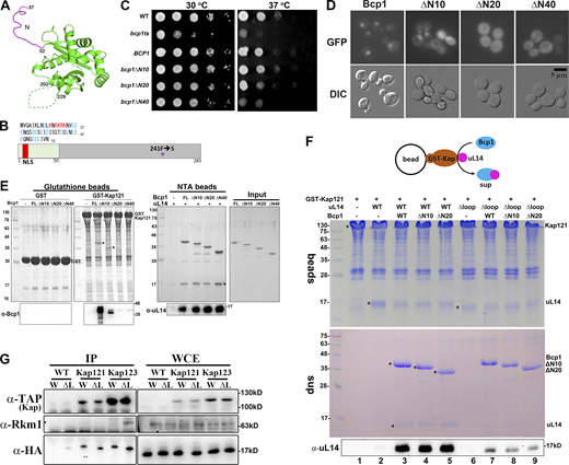 The interaction between Bcp1 and uL14 is important to release uL14 from Kap. (A) The N-terminus (magenta) is shown on the Bcp1 structure. (B) The diagram of Bcp1 shows the N terminus and NLS sequences. The mutation site of bcp1ts is F241S. (C)BCP1, bcp1ΔN10, bcp1ΔN20, and bcp1ΔN40 were transformed to bcp1ts and applied in the growth test. (D) The localization of Bcp1-GFP, bcp1ΔN10-GFP, bcp1ΔN20-GFP, and bcp1ΔN40-GFP were examined under fluorescence microscopy. (E) GST-Kap121 was immobilized on the glutathione beads and interacted with purified Bcp1, bcp1ΔN10, bcp1ΔN20, and bcp1ΔN40 (left panel). The positions of Bcp1 were indicated with asterisk (*), and the interaction signals were also detected with α-Bcp1 antibody. In parallel, bcp1ΔN mutants were immobilized on the NTA beads, and the interactions with uL14 were also examined (middle panel). The position of uL14 was indicated with asterisk (*) and the interaction signals were also detected with α-uL14 antibody. The purified Bcp1 and bcp1ΔN mutant proteins were shown (right panel, input). (F) GST-Kap121 in complex with uL14 or uL14∆loop was immobilized on the glutathione beads. Purified Bcp1, bcp1ΔN10, or bcp1ΔN20 was added and incubated for another hour at 4°C. The partitions of uL14 on the beads and in the supernatants were analyzed. The uL14 signals in the supernatants were detected by western blotting. (G) Kap121-TAP and Kap123-TAP were immunopurified in WT with additional expressions of uL14 or uL14∆loop. The associated proteins were probed with anti-Rkm1 and anti-HA antibodies. Source data are available for this figure: SourceData F5. Refer to the image caption for details.