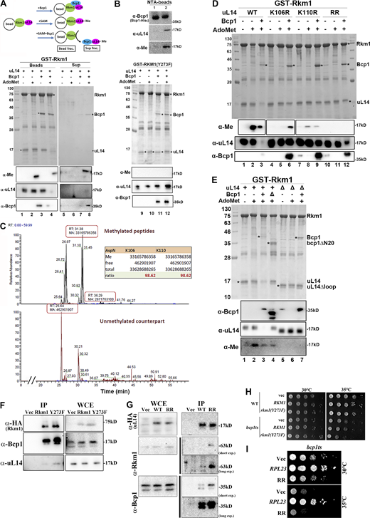 Bcp1 triggers the release of Rkm1 from methylated uL14. (A) GST-Rkm1/uL14 or GST-Rkm1(Y273F)/uL14 complex was immobilized on the glutathione beads. Buffer alone, containing 0.5 mM SAM or purified Bcp1, was added and incubated at 30°C for 80 min. After gently spinning, the supernatants and beads were collected separately. TCA addition precipitated the proteins from supernatants (Sup). The glutathione beads were washed three times, and proteins were eluted in 1× SDS sample buffer. Proteins were analyzed by Coomassie blue staining and Western blotting with α-methylation (α-Me), α-uL14, and α-Bcp1 antibodies. (B) Bcp1-His6 in the supernatants from reactions 7 and 8 in Fig. 6 A was applied for Ni-NTA purifications. The bound proteins on the NTA beads are shown as lanes 1 and 2, respectively. (C) uL14 was reacted with Rkm1 and SAM in vitro (Fig. 6 A, lane 2), and the in-gel digestion was performed with AspN. The intensities of methylated and unmethylated peptides were calculated, and the ratios were shown. (D and E) A complex of GST-Rkm1 with uL14, uL14(K106R), uL14(K110R), or uL14(RR) was immobilized on the glutathione beads. SAM (AdoMet) or with the purified Bcp1 were added (D). A complex of GST-Rkm1 with uL14 (+) or uL14∆loop (∆) was immobilized on the glutathione beads. The purified Bcp1 (+) or bcp1∆N20 (∆) with SAM were added (E). The in vitro methylation assays proceeded as described above. Proteins that remained on the beads were shown in the Coomassie blue staining gel or detected by western blotting. (F) Rkm1-HA or rkm1(Y273F)-HA was immunoprecipitated and the associated proteins were detected by western blotting. (G) uL14-HA or uL14(RR)-HA was immunoprecipitated and the associated proteins were detected by western blotting. (H) WT or bcp1ts strains containing RKM1, or rkm1(Y273F) on 2 μ plasmids were normalized and serially diluted. Equal amounts of cells were spotted on the plates and incubated at the temperature indicated on the blot. (I) The growth tests of bcp1ts strain containing RPL23 or rpl23Δ(RR) plasmids. Source data are available for this figure: SourceData F6. Refer to the image caption for details.