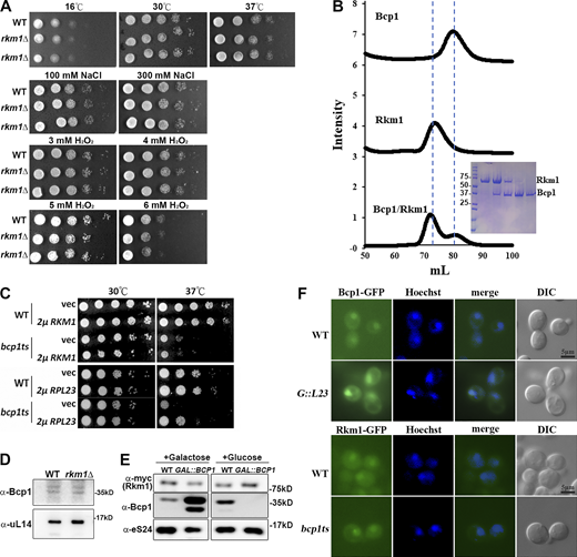 Bcp1 mutant did not change the protein level of Rkm1 and vice versa. (A) The growth tests of rkm1Δ at different conditions. (B) The size exclusion chromatography (left). The result of Coomassie blue gels (right). The y-axis is the normalized intensity of UV280 nm. The x-axis is the elution volume of the Superdex 200 column. (C) The growth tests of WT and bcp1ts containing vector, 2μ RKM1, or 2μ RPL23. (D) The protein level of Bcp1 was detected in WT and rkm1Δ. (E) The protein level of Rkm1 was detected under overexpression or depletion of Bcp1. (F) The localization of Bcp1-GFP was visualized in wild-type and GAL::RPL23. Overnight cells were subcultured in a medium containing 2% galactose for 2 h and 2% glucose was added for another 4 h before examination with fluorescence microscopy. To visualize the localization of Rkm1-GFP in wild-type and bcp1ts at log phase were shifted to 37°C for 2 h. Source data are available for this figure: SourceData FS1.