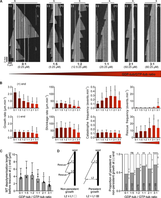 Co-incorporation of GDP-tubulin and GTP-tubulin in microtubules favors minus-end survival and hinders growth at the plus-end. (A) Representative kymographs of hybrid microtubules polymerized from 25 µM GTP-tubulin alone or with increasing concentrations of GDP-tubulin as noted. In GDP-/GTP-tubulin mixtures, microtubules are assembled from unlabeled GTP-tubulin and fluorescently labeled GDP-tubulin. S, seed. (B) Growth rate, shrinkage rate, catastrophe frequency, and rescue frequency of microtubule plus and minus ends assembled with different GTP-/GDP-tubulin ratios. Data are represented as the mean ± SD of at least 209 (growth rate), 146 (shrinkage rate), 125 (catastrophe frequency), and 30 (rescue frequency) events from at least three independent experiments (detailed values of parameters are given in Table S1). Triangles represent the mean of each experiment. *P < 0.5, **P < 0.01, ****P < 0.0001 (Kruskal–Wallis ANOVA followed by post-hoc Dunn’s multiple comparison). P values were calculated relative to the condition with no GDP-tubulin (0:1 GDP-tubulin/GTP-tubulin ratio). (C) Microtubule depolymerization length before a rescue is a function of tubulin content. Data are represented as the mean ± SD of 93 (0:1 ratio), 166 (1:5 ratio), 123 (1:2 ratio), 156 (1:1 ratio), 252 (2:1 ratio), and 294 (3:1 ratio) from at least three independent experiments. Triangles represent the mean of microtubule depolymerization length for each experiment. ***P < 0.001, ****P < 0.0001 (Kruskal–Wallis ANOVA followed by post-hoc Dunn’s multiple comparison). P values were calculated relative to the condition with no GDP-tubulin (0:1 GDP-tubulin/GTP-tubulin ratio). (D) Diagram showing how persistent and non-persistent growth were defined. The proportion of microtubules with persistent growth at the minus end increased with the ratio of GDP-tubulin to GTP-tubulin. n, total number of events from at least three independent experiments. Triangles represent the proportion of persistent growth for each experiment. *P < 0.05, **P < 0.01, ***P < 0.001 (two-sided Fisher’s test). P values were calculated relative to the condition with no GDP-tubulin (0:1 GDP-tubulin/GTP-tubulin ratio).
