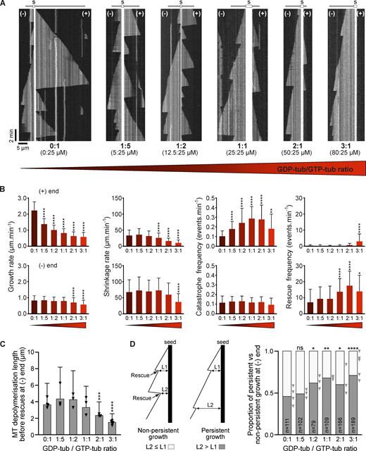 Co-incorporation of GDP-tubulin and GTP-tubulin in microtubules favors minus-end survival and hinders growth at the plus-end. (A) Representative kymographs of hybrid microtubules polymerized from 25 µM GTP-tubulin alone or with increasing concentrations of GDP-tubulin as noted. In GDP-/GTP-tubulin mixtures, microtubules are assembled from unlabeled GTP-tubulin and fluorescently labeled GDP-tubulin. S, seed. (B) Growth rate, shrinkage rate, catastrophe frequency, and rescue frequency of microtubule plus and minus ends assembled with different GTP-/GDP-tubulin ratios. Data are represented as the mean ± SD of at least 209 (growth rate), 146 (shrinkage rate), 125 (catastrophe frequency), and 30 (rescue frequency) events from at least three independent experiments (detailed values of parameters are given in Table S1). Triangles represent the mean of each experiment. *P < 0.5, **P < 0.01, ****P < 0.0001 (Kruskal–Wallis ANOVA followed by post-hoc Dunn’s multiple comparison). P values were calculated relative to the condition with no GDP-tubulin (0:1 GDP-tubulin/GTP-tubulin ratio). (C) Microtubule depolymerization length before a rescue is a function of tubulin content. Data are represented as the mean ± SD of 93 (0:1 ratio), 166 (1:5 ratio), 123 (1:2 ratio), 156 (1:1 ratio), 252 (2:1 ratio), and 294 (3:1 ratio) from at least three independent experiments. Triangles represent the mean of microtubule depolymerization length for each experiment. ***P < 0.001, ****P < 0.0001 (Kruskal–Wallis ANOVA followed by post-hoc Dunn’s multiple comparison). P values were calculated relative to the condition with no GDP-tubulin (0:1 GDP-tubulin/GTP-tubulin ratio). (D) Diagram showing how persistent and non-persistent growth were defined. The proportion of microtubules with persistent growth at the minus end increased with the ratio of GDP-tubulin to GTP-tubulin. n, total number of events from at least three independent experiments. Triangles represent the proportion of persistent growth for each experiment. *P < 0.05, **P < 0.01, ***P < 0.001 (two-sided Fisher’s test). P values were calculated relative to the condition with no GDP-tubulin (0:1 GDP-tubulin/GTP-tubulin ratio).