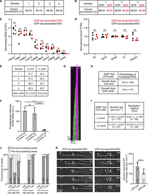 Characterization of GDP-tubulin-assembled microtubules. (A) Mass spectrometry–based proteomic analysis of tubulin batches (four independent experiments). Enrichment of tubulin over all detected proteins is indicated. (B) Mass spectrometry-based proteomic analysis of microtubules assembled from GDP-tubulin and GTP-tubulin (three independent experiments). Enrichment of tubulin over all detected proteins is indicated. No MAP was identified in either tubulin (A) or microtubule (B) samples (details in dataset PXD049371, PRIDE partner repository). (C) Relative abundance of main tubulin isotypes in GDP-and GTP-tubulin-assembled microtubules (three independent experiments) determined by mass spectrometry. ns, non-significant (non-parametric Mann–Whitney test). (D) Quantitative analysis of immunoblots of GDP- and GTP-tubulin-assembled microtubules for various posttranslational modifications of tubulin (four independent experiments). Tyr, tyrosinated; DeTyr, detyrosinated; Ac, acetylated; PolyGlu, Polyglutaminated. ns, non-significant (non-parametric Mann–Whitney test). (E) GDP and GTP nucleotide content of purified tubulin (see also Materials and methods). (F) To determine whether the 7% GTP-tubulin contamination of the GDP-tubulin stock (as determined in E) might account for our results, we tested microtubule assembly under several conditions. We combined 3.75 µM red-fluorescent GDP-tubulin with 21.25 µM GTP-tubulin with (condition 1) and without (condition 2) added GTP. The fluorescence intensity of the resulting lattices was very similar (100.00 ± 21.08 a.u. and 90.44 ± 27.73 a.u. for condition 1 and 2, respectively). Condition 3 (24.75 µM unlabeled GTP-tubulin and 0.25 µM red-fluorescent GTP-tubulin) corresponds to the intensity of the lattice if only 7% of the initial fluorescent GDP-tubulin (i.e., 7% of 3.75 µM GDP-tubulin) had been incorporated (7.90 ± 1.90 a.u). Values represent the mean ± SD of 102, 108, and 60 microtubule lattices from at least three independent experiments. Triangles represent the mean lattice intensity for each experiment normalized to condition 1. ****P < 0.001; ns, non-significant (Kruskal–Wallis ANOVA followed by post-hoc Dunn’s multiple comparison). (G) Kymograph showing the growth of GDP-tubulin (210 µM) at the two extremities of a microtubule. GDP-tubulin is in green and the GMPCPP seed is in magenta. (H) Percentages of seeds nucleating GDP-tubulin at one or both ends. n, total number of seeds from at least three independent experiments. (I) Growth rates and seeded nucleation lag times at the minus and plus ends of GDP-tubulin-assembled microtubules. Values indicate the mean ± SD. n, number of growth events from at least three independent experiments. (J) Percentages of microtubules growing from the minus end or both ends of GMPCPP seeds incubated with 210, 100, or 50 µM of GDP-tubulin with or without 0.5 µM DCX or tau. n, total number of seeds from at least three independent experiments. For control conditions with 100 and 50 µM GDP-tubulin, no nucleating seeds were observed. Triangles represent the percentage of one-end nucleating seeds for each experiment. (K) Time series showing dilution-induced depolymerization of GTP-tubulin- and GDP-tubulin-assembled microtubules. Arrowheads indicate minus ends. S, seed. Histogram shows dilution-induced shrinkage rates of microtubule minus ends. n, total number of microtubules from three independent experiments. ****P < 0.0001 (non-parametric Mann–Whitney test). Source data are available for this figure: SourceData FS1. Refer to the image caption for details.