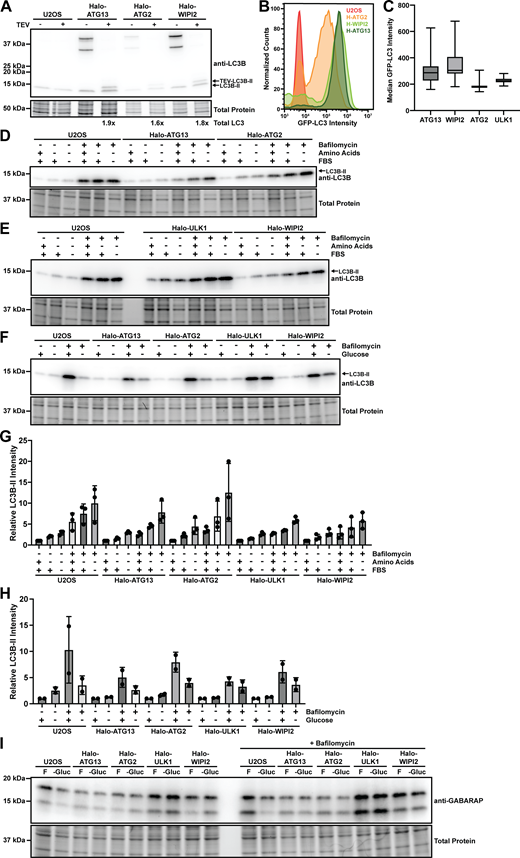 Autophagy flux analysis. (A) Western blot of control U2OS cells and Halo-ATG13, Halo-ATG2, or Halo-WIPI2 expressing U2OS cells stably coexpressing GFP-LC3B probed with an antibody against LC3B. Cell lysates were generated with CHAPS buffer split in half and treated with or without TEV protease. (B) Flow cytometry analysis of GFP-LC3B expression in control U2OS cells and Halo-ATG13, Halo-ATG2, or Halo-WIPI2 expressing U2OS cells stably coexpressing GFP-LC3B. (C) Quantification of median cellular GFP-LC3B signal intensity in Halo-ATG13, Halo-ATG2, Halo-ULK1, or Halo-WIPI2 expressing U2OS cells stably coexpressing GFP-LC3B cultured in complete media. (D) Western blot probed for LC3B of control U2OS cells, and U2OS cells expressing Halo-ATG13 or Halo-ATG2 grown in complete media, media lacking amino acids, or media lacking amino acids and FBS in the absence and presence of bafilomycin. (E) Western blot probed for LC3B of control U2OS cells, and U2OS cells expressing Halo-ULK1 or Halo-WIPI2 grown in complete media, media lacking amino acids, or media lacking amino acids and FBS in the absence and presence of bafilomycin. (F) Western blot probed for LC3B of control U2OS cells, and U2OS cells expressing Halo-ATG13, Halo-ATG2, Halo-ULK1, or Halo-WIPI2 grown in complete media, or media lacking glucose in the absence and presence of bafilomycin. (G) Quantification of the LC3B-II band intensity of the western blots shown in D and E (three biological replicates, mean and standard deviation). (H) Quantification of the LC3B-II band intensity of the western blot shown in panel F (two biological replicates, mean and standard deviation). (I) Western blot probed for GABARAP of control U2OS cells, and U2OS cells expressing Halo-ATG13, Halo-ATG2, Halo-ULK1, or Halo-WIPI2 grown in complete media, or media lacking glucose in the absence and presence of bafilomycin. Source data are available for this figure: SourceData FS2. Refer to the image caption for details.