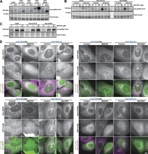 AMPK inhibits autophagosome maturation. (A) Western blots probed for ULK1 phosphorylated at S556 of control U2OS cells, and U2OS cells expressing Halo-ATG13, Halo-ATG2, Halo-ULK1, or Halo-WIPI2 grown in complete media, or media lacking glucose. (B) Western blots probed for ULK1 phosphorylated at S556 of control U2OS cells, and U2OS cells expressing Halo-ATG13, or Halo-WIPI2 grown in complete media, or media lacking glucose in the absence or presence of 1 µM or 20 µM of the AMPK inhibitor BAY3827. Total protein staining was carried out prior to protein transfer onto a nitrocellulose membrane and the membrane was cut into two pieces for western blot procedures. Both membrane pieces were stained in the same dish and exposed simultaneously. (C) Western blots probed for ULK1 phosphorylated at S556 of control U2OS cells, and U2OS cells expressing Halo-ATG13, or Halo-WIPI2 grown in complete media, in the absence and presence of 1 µM or 20 µM of the AMPK activator MK8722. (D) Live-cell images of ULK1-Halo, Halo-ATG13, or Halo-ATG2A and GFP-LC3B in the indicated media conditions in the presence and absence of the AMPK activator MK8722 or the AMPK inhibitor BAY3827 (scale bar = 5 µm). Source data are available for this figure: SourceData FS5. Refer to the image caption for details.
