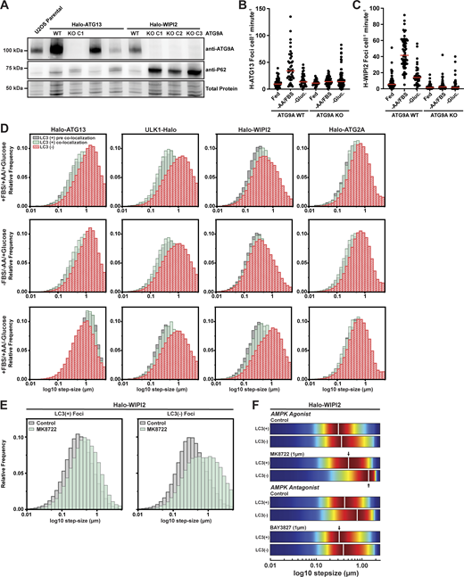 Diffusion dynamics of autophagy factor foci. (A) Western blots probed for ATG9A of control U2OS cells and clonal U2OS cells expressing Halo-ATG13 or Halo-WIPI2 that were transfected with Cas9 and sgRNAs targeting the ATG9A gene. (B) TrackIt analysis of Halo-ATG13 foci in control cells and ATG9A knock-out cells grown in control media, media lacking amino acids and FBS, or media lacking glucose. The red solid line indicates the median. (C) TrackIt analysis of Halo-WIPI2 foci in control cells and ATG9A knock-out cells grown in control media, media lacking amino acids and FBS, or media lacking glucose. The red solid line indicates the median. (D) Step size distributions of LC3B-negative and LC3B-positive autophagy factor trajectories before and during colocalization with LC3B in indicated media conditions. (E) Step size distributions of LC3B-negative and LC3B-positive Halo-WIPI2 foci in the presence and absence of the AMPK agonist MK8722. (F) Kernel density plot of the step size distribution of LC3B-negative and LC3B-positive Halo-WIPI2 foci in the presence and absence of the AMPK agonist MK8722 (in media with glucose) or the presence and absence of the AMPK inhibitor BAY3827 (in media lacking glucose). Source data are available for this figure: SourceData FS6.