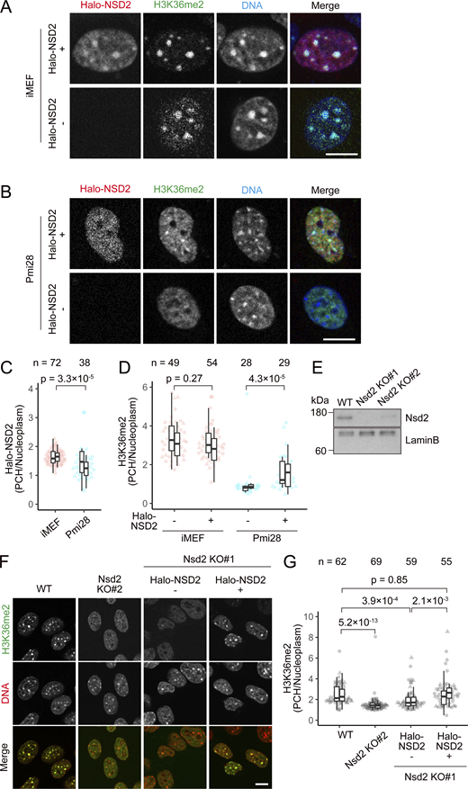 NSD2 is the enzyme responsible for H3K36me2 at PCH. (A–D) Effect of Halo-NSD2 expression on H3K36me2 localization. iMEFs and Pmi28 cells were transfected with the Halo-NSD2 expression vector and treated with JF646 HaloTag ligand and Hoechst 33342. After live imaging, cells were fixed and stained with anti-H3K36me2. (A and B) Examples of single optical sections for Halo-NSD2 (red), H3K36me2 (green), and Hoechst 33342 (blue). Halo-NSD2 expressed (NSD2+) and unexpressed (NSD2−) iMEFs (A) and Pmi28 cells (B) are shown. Contrast was adjusted individually to compare the localization patterns. (C and D) PCH-to-nucleus intensity ratios for Halo-NSD2 in live cells (C) and H3K36me2 by immunofluorescence (D). (E–G) Effect of NSD2 KO on H3K36me2 localization. (E) The protein levels of NSD2 evaluated by western blotting in WT and NSD2 KO#1 and KO#2 iMEFs. Lamin B served as a loading control. Positions of size standards are indicated on the left. (F and G) Immunofluorescence and quantification. (F) WT, NSD2 KO#2, and KO#1 without and with Halo-NSD2 were stained with anti-H3K36me2 (green) and Hoechst 33342 (red). Single optical section images are displayed with individual contrast adjustments to compare the localization patterns. (G) PCH-to-nucleus intensity ratios for H3K36me2. See Fig. 1 legend for the details of box plots. Scale bars, 10 μm. Source data are available for this figure: SourceData F2. Refer to the image caption for details.